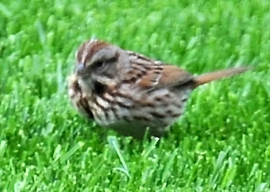 Song Sparrow - Melospiza melodia