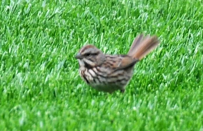 Song Sparrow - Melospiza melodia