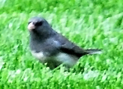 Dark Eyed Junco - Junco hyemalis