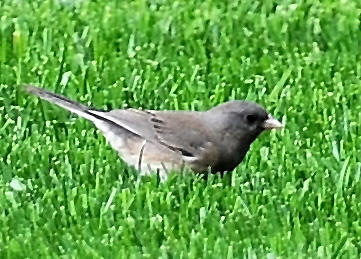 Dark Eyed Junco - Junco hyemalis