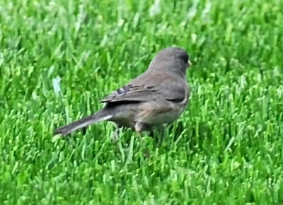 Dark Eyed Junco - Junco hyemalis