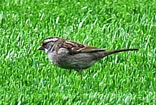 White Throated Sparrow - Zonotrichia albicollis