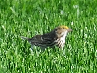 DSC_5140.JPG