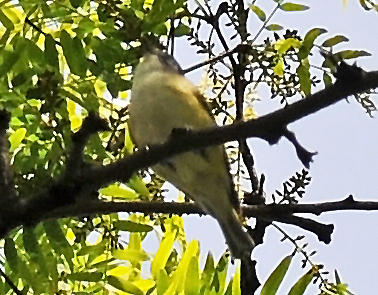 Blue-Headed Vireo or Vireo solitarius