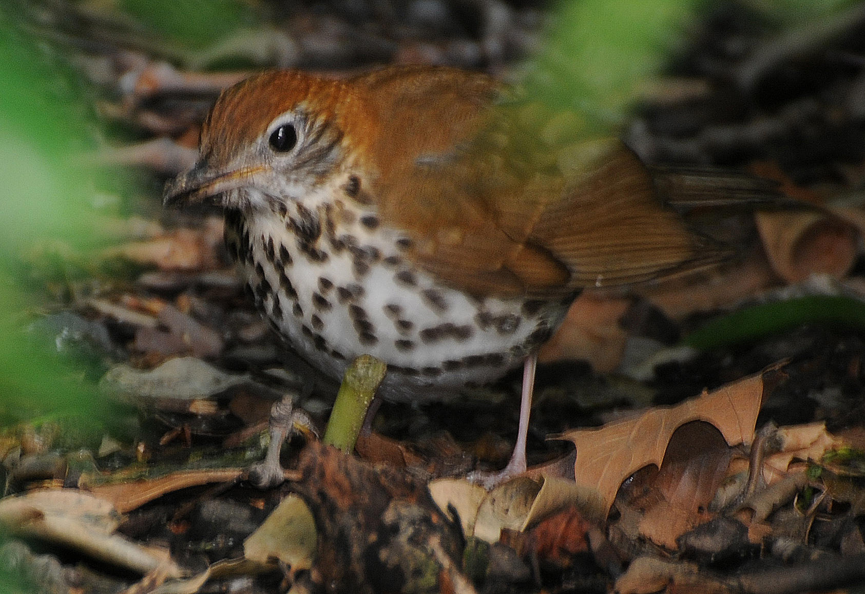 Wood Thrush or Hylocichia mustelina