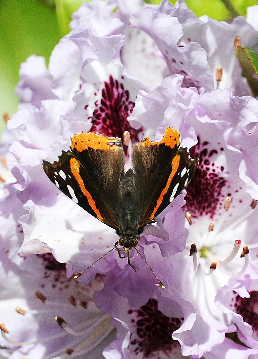 Red Admiral Butterfly on a Rhododendron Blossom in the WSV Sasaki Garden