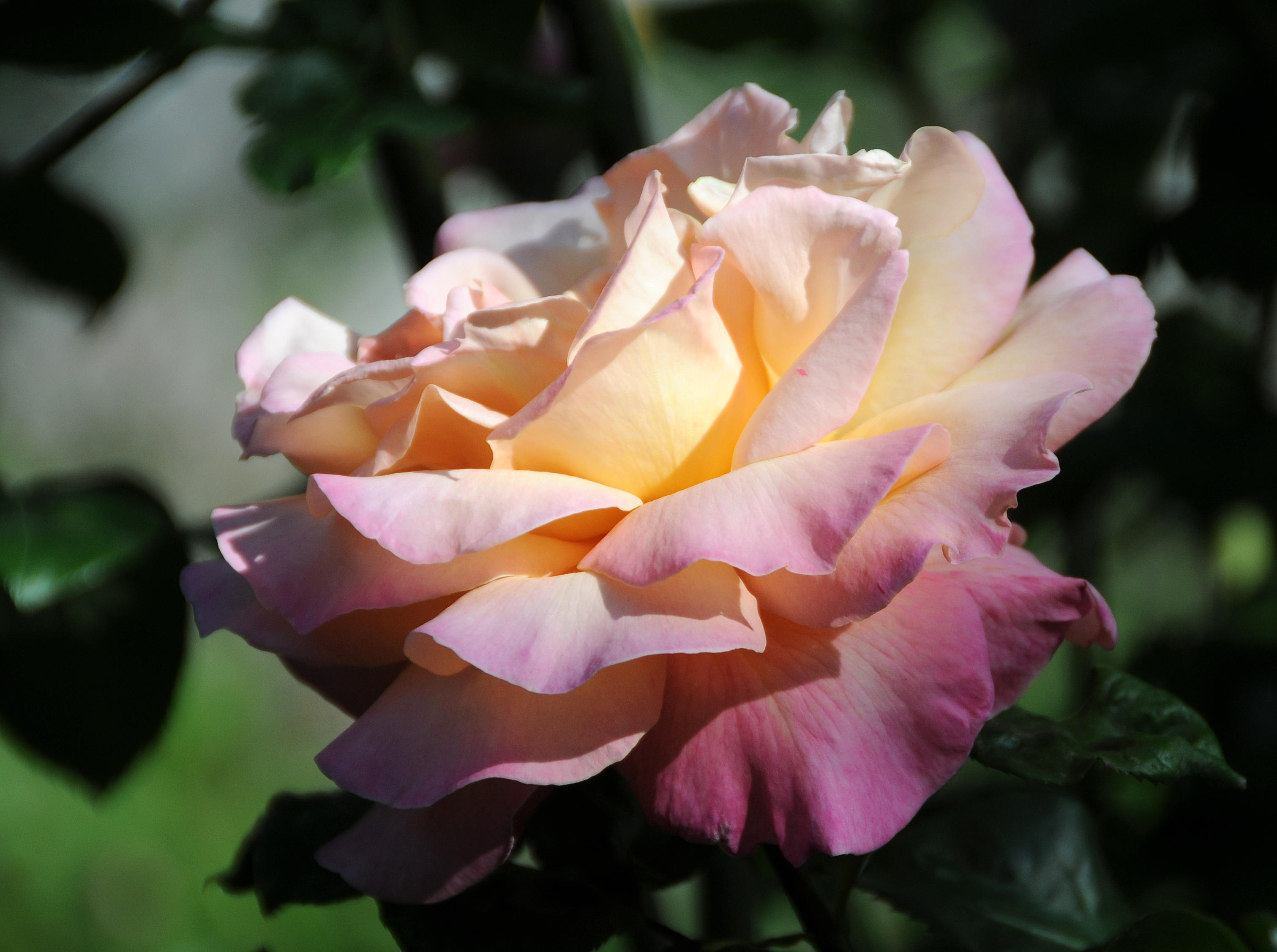 Chicago Peace Rose