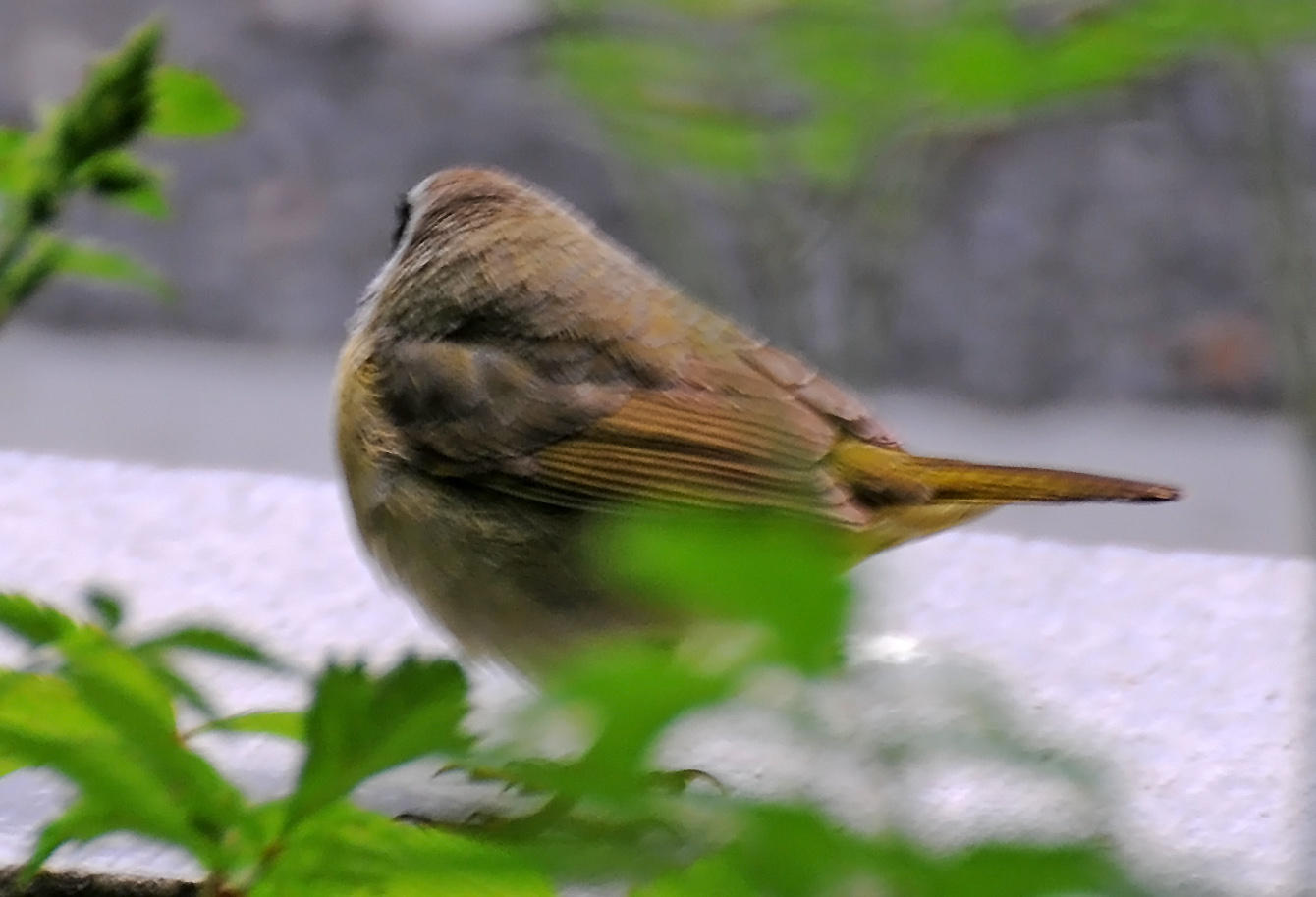 Hermit Thrush or Catharus guttatus