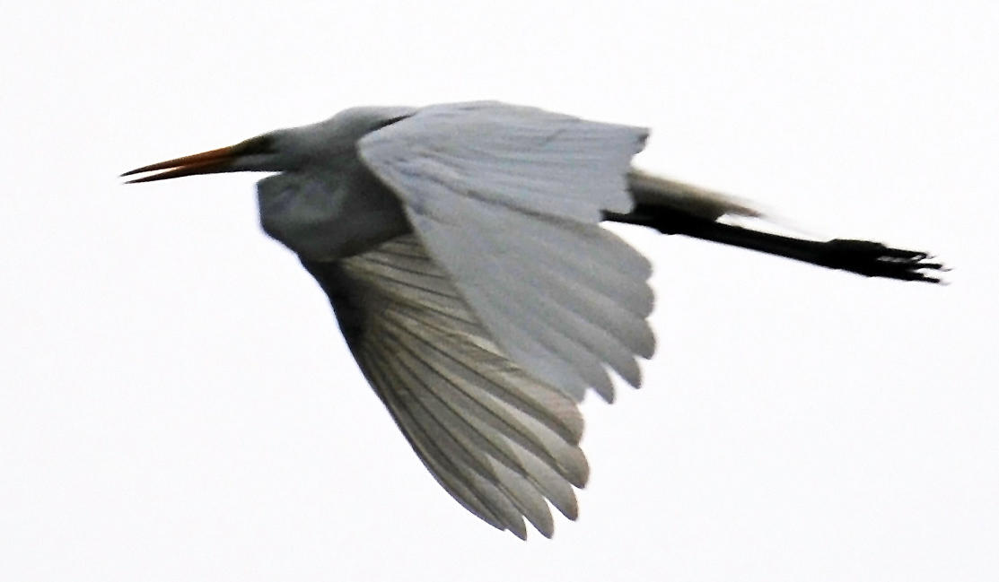 Great White Egret in Flight