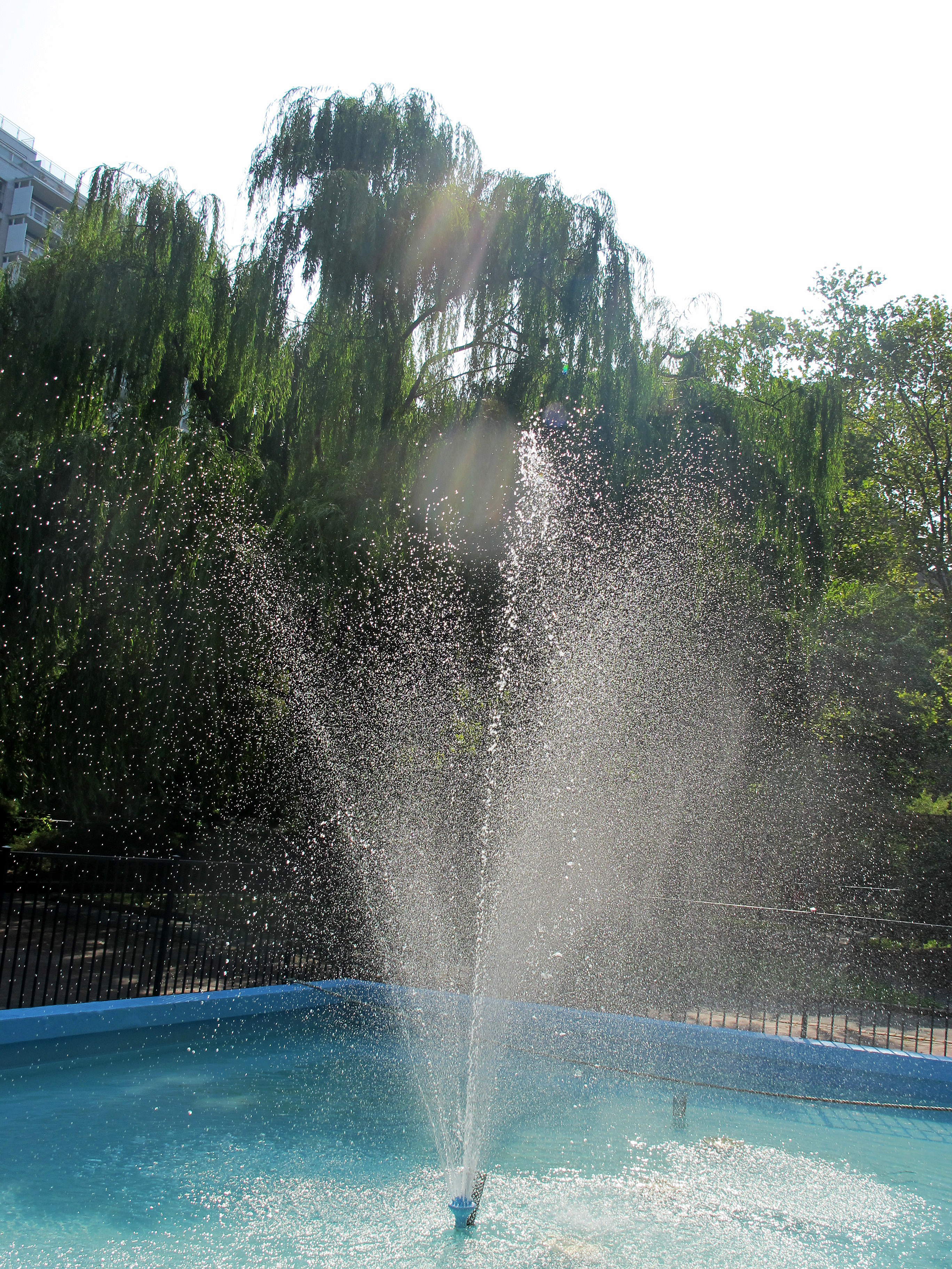 Garden Fountain & Willow Tree 2