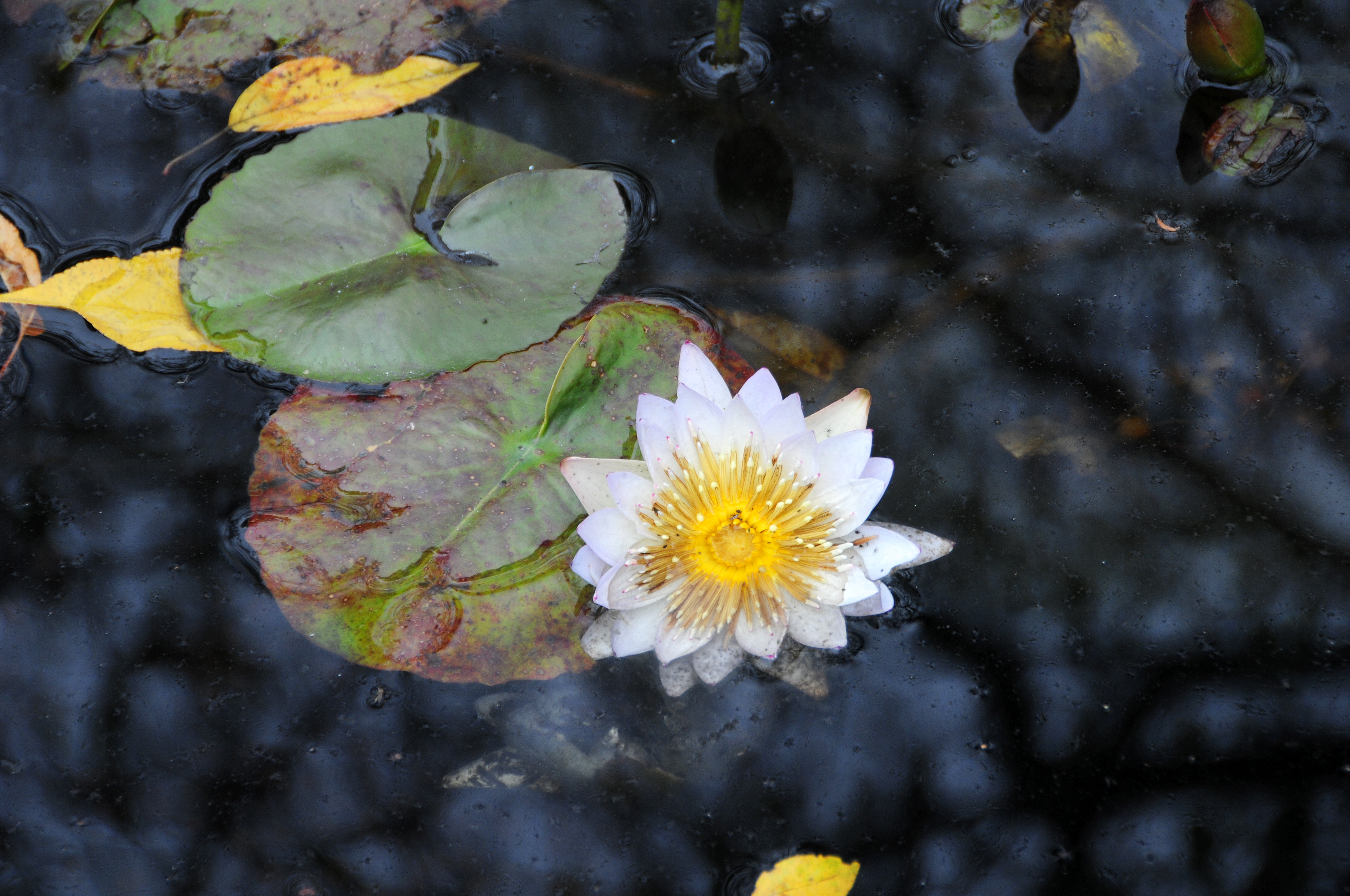 DSC_8925.JPG