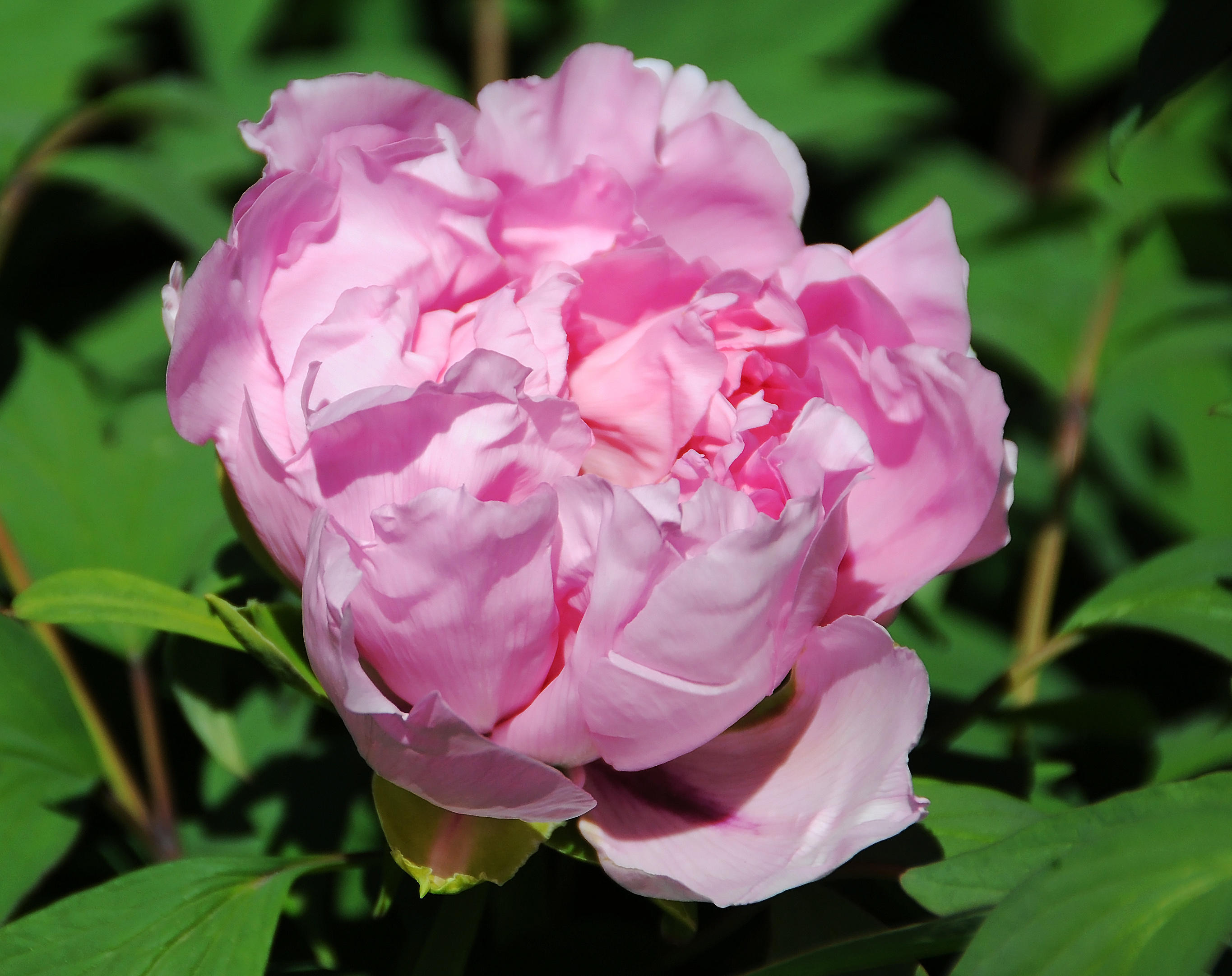 Pink Tree Peony Blossom