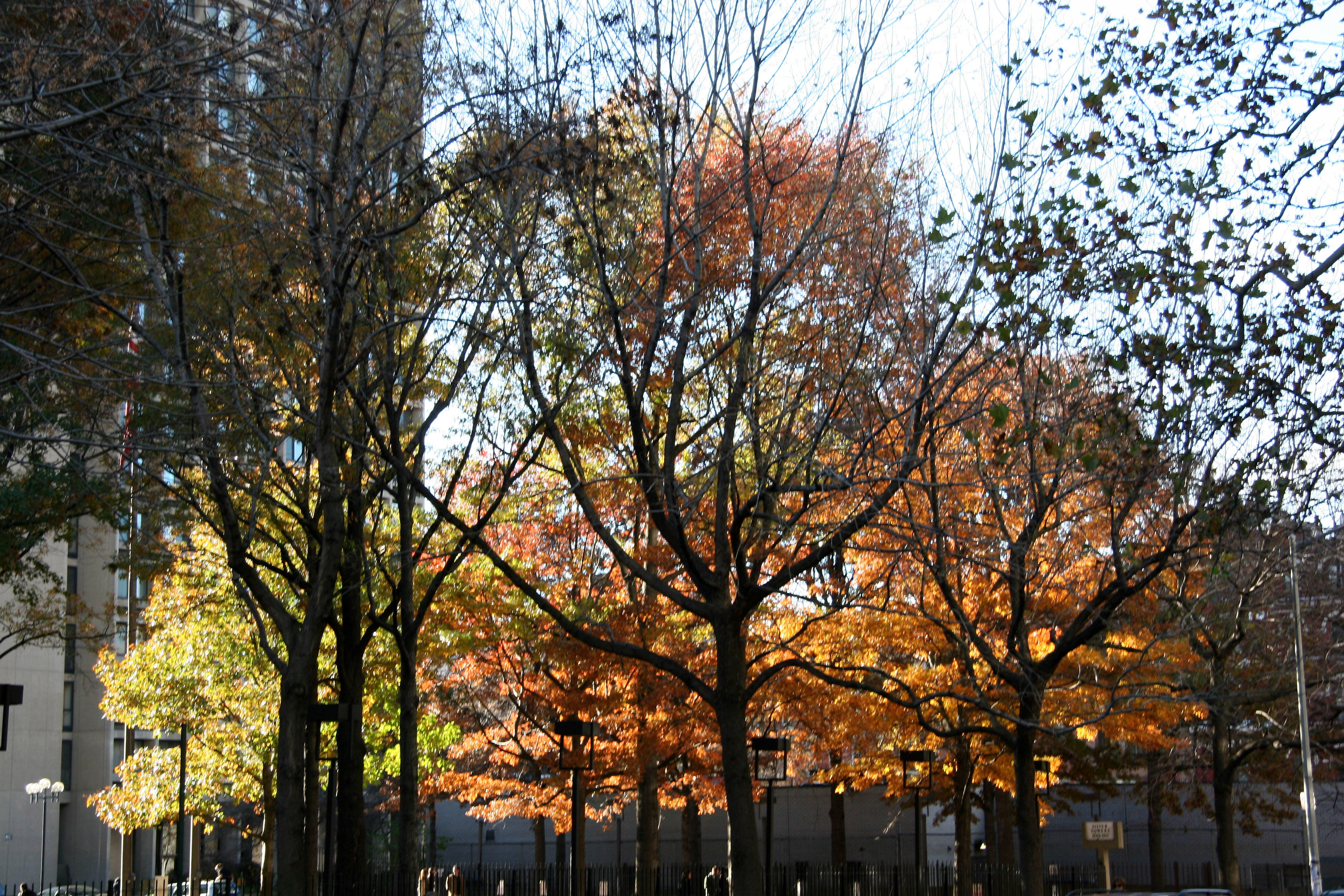 Oak Tree Foliage