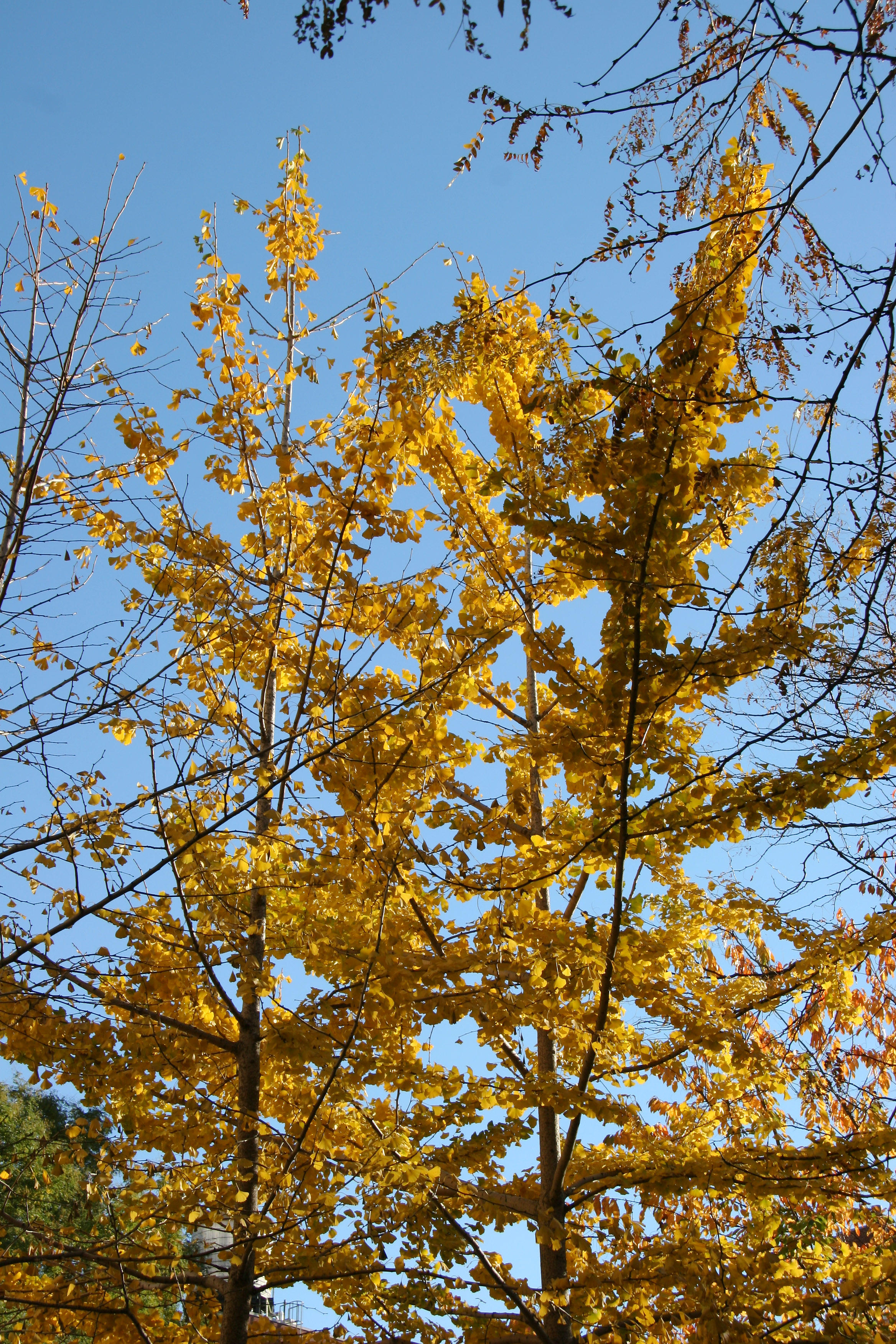 Ginkgo Tree Foliage