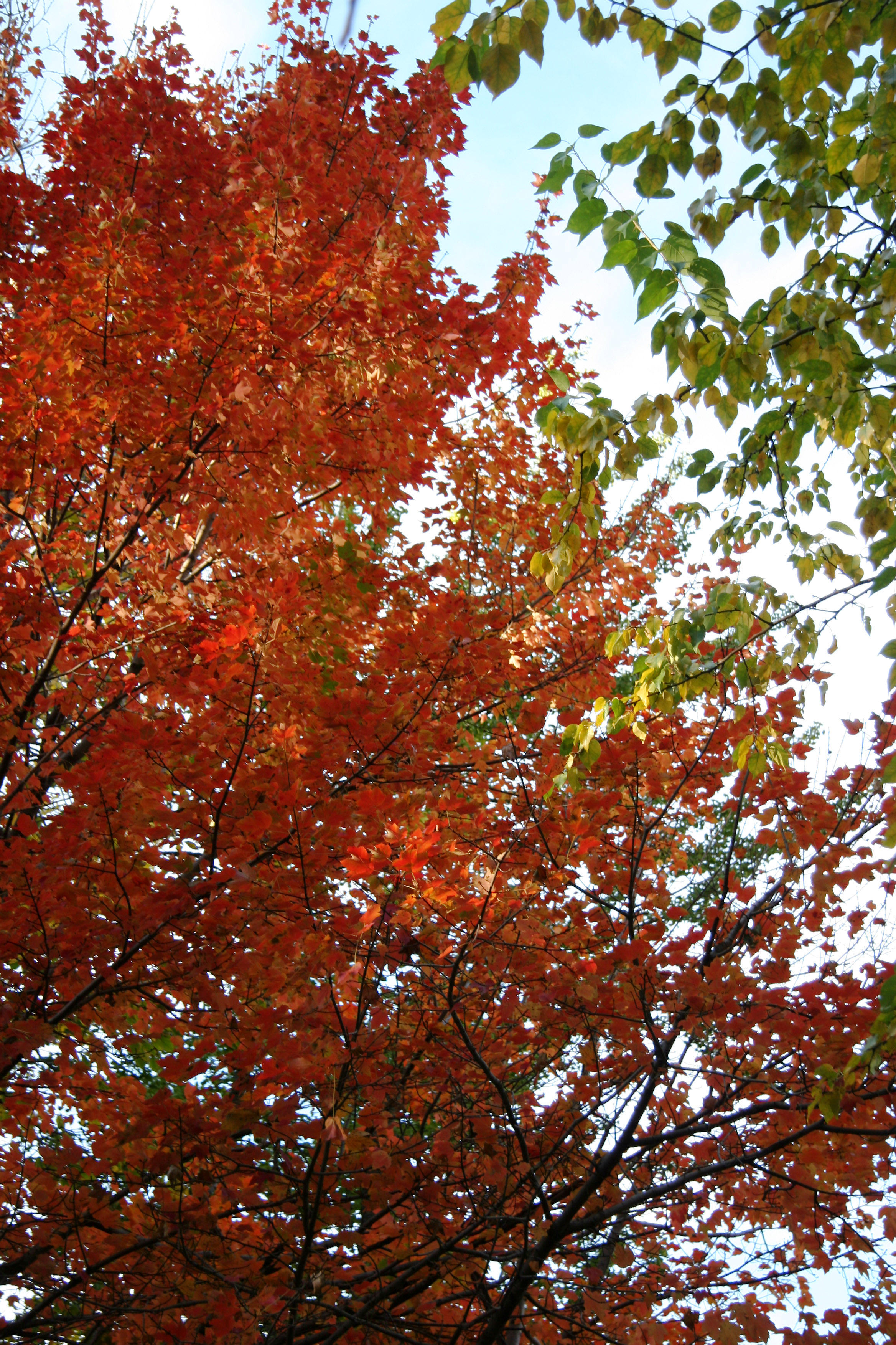 Maple & Osage Orange Foliage
