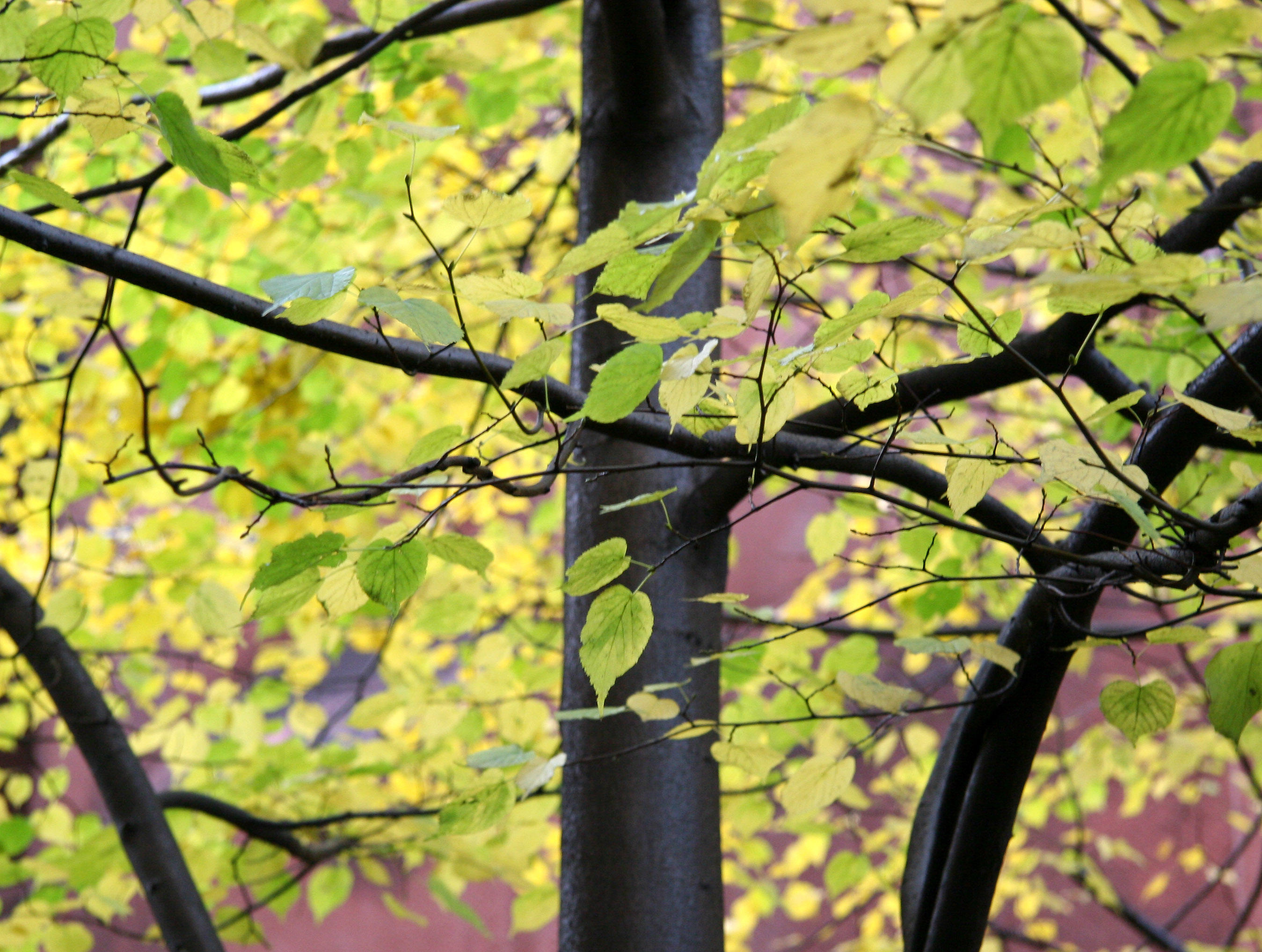 Linden Tree Foliage