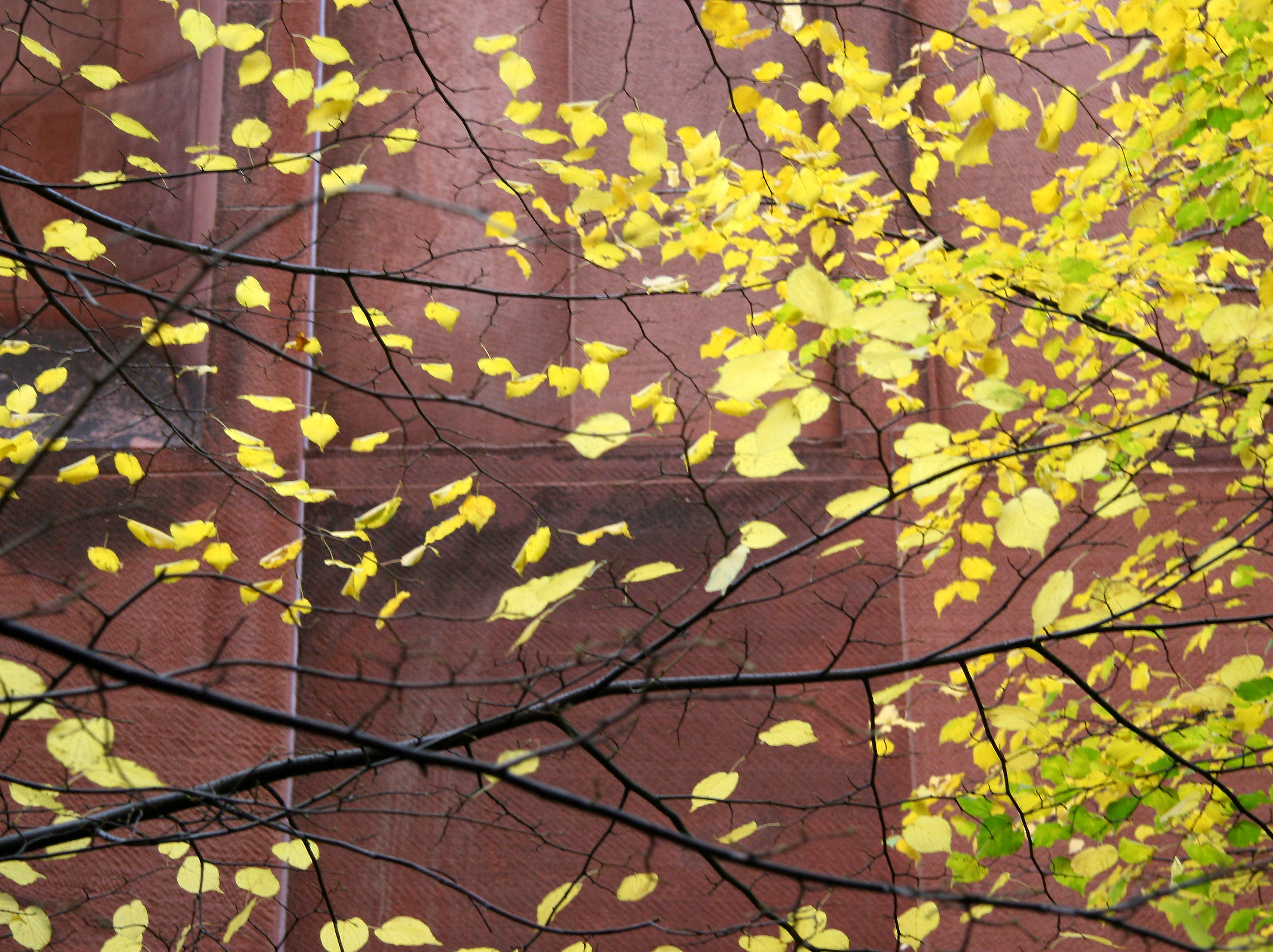 Linden Tree Foliage