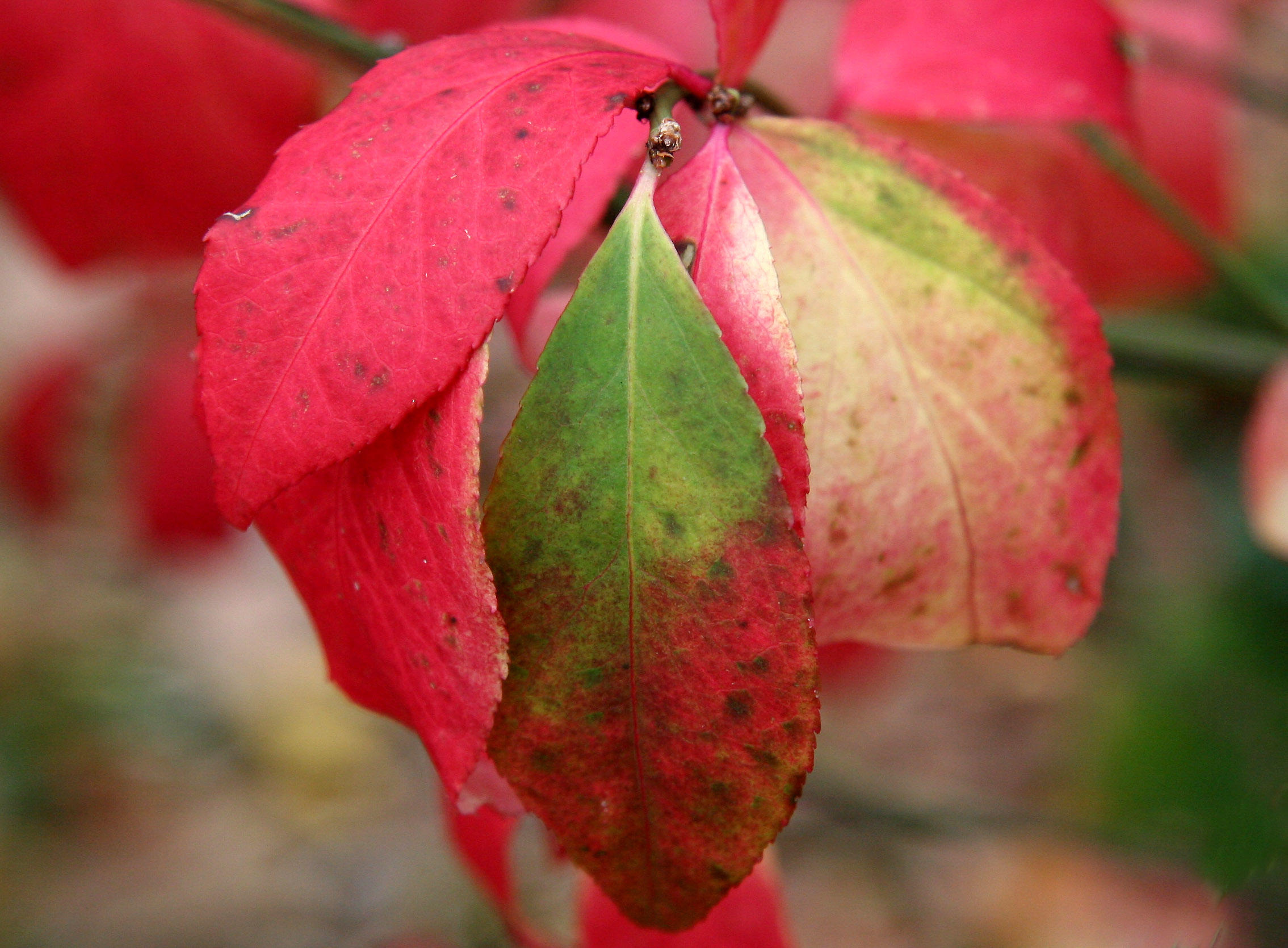 Burning Bush Foliage