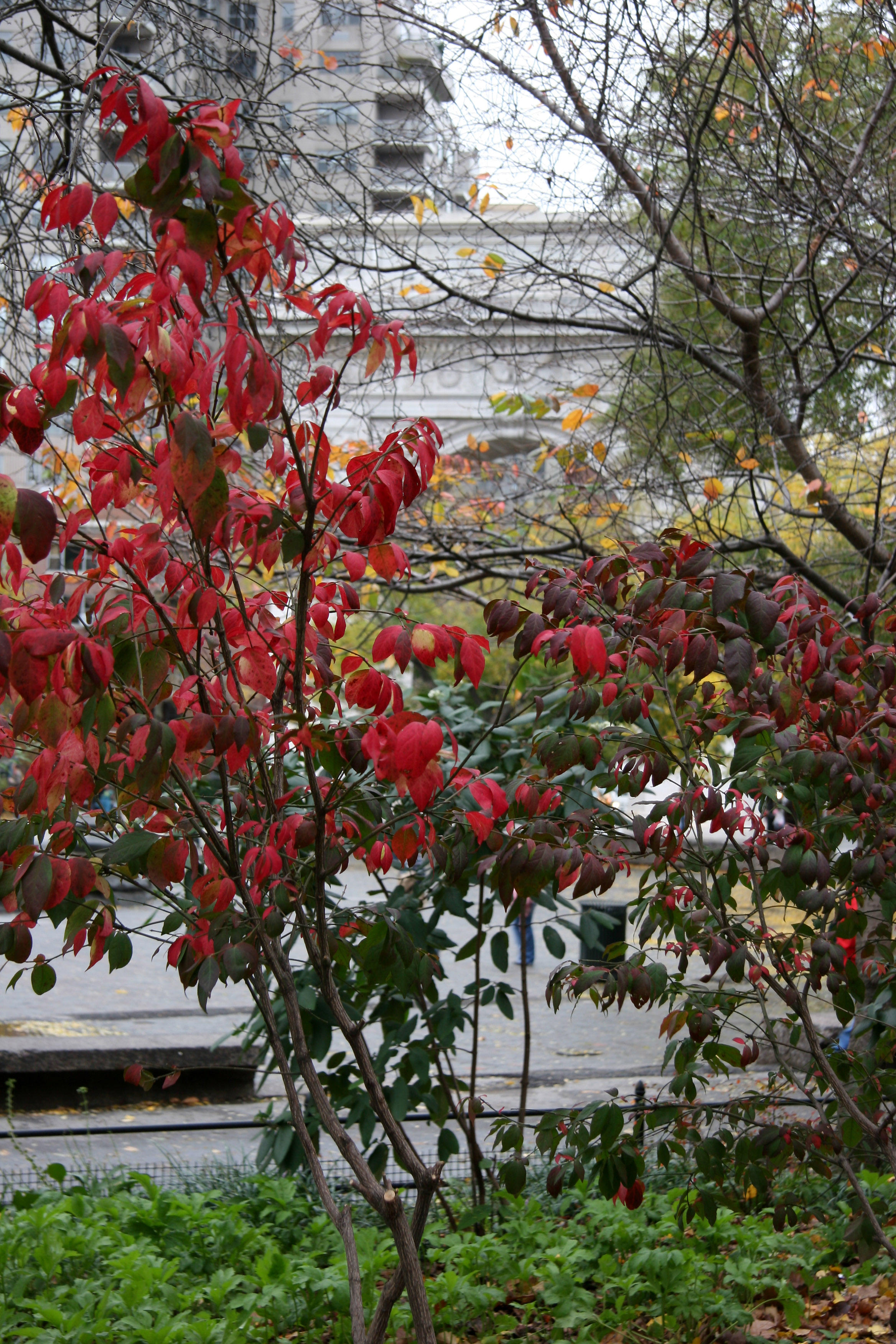 Burning Bush & Arch View