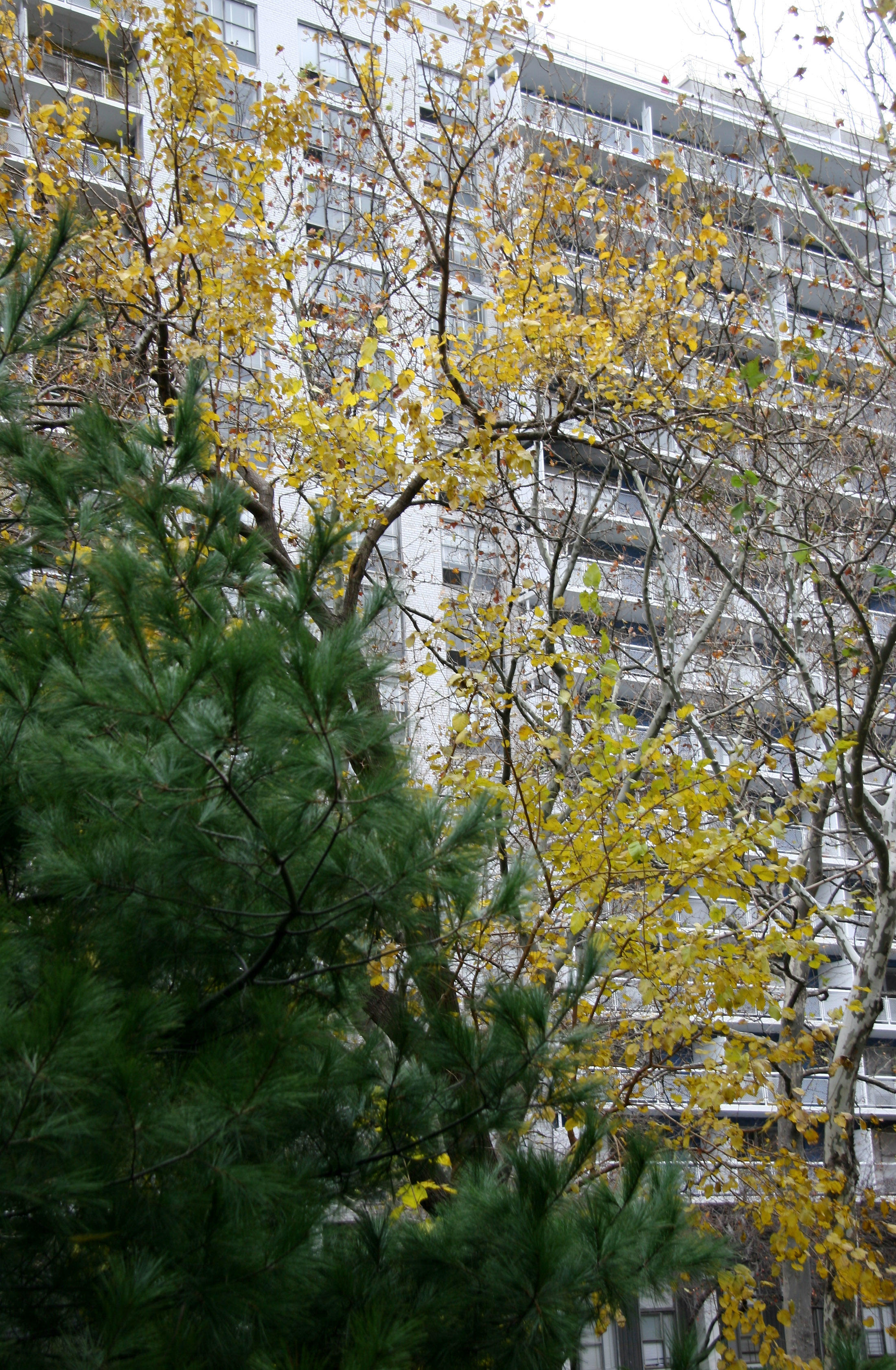 Pine & Mulberry Trees