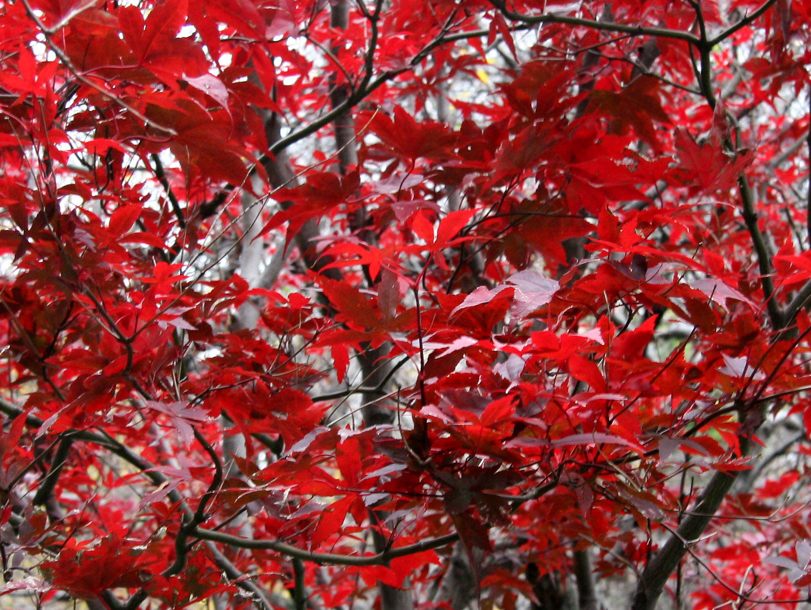 Japanese Red Maple Tree Foliage