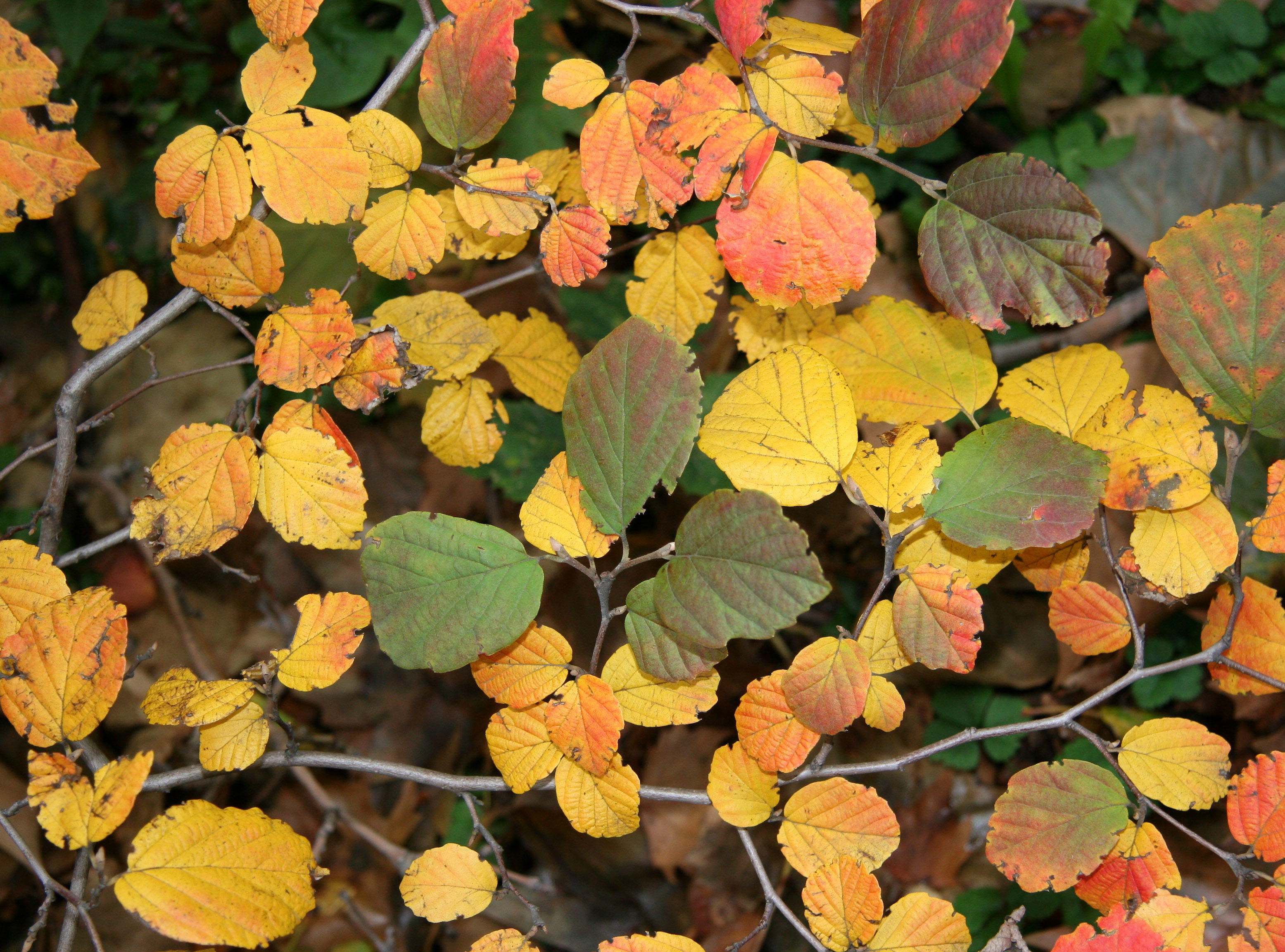 Fothergilla Bush Foliage