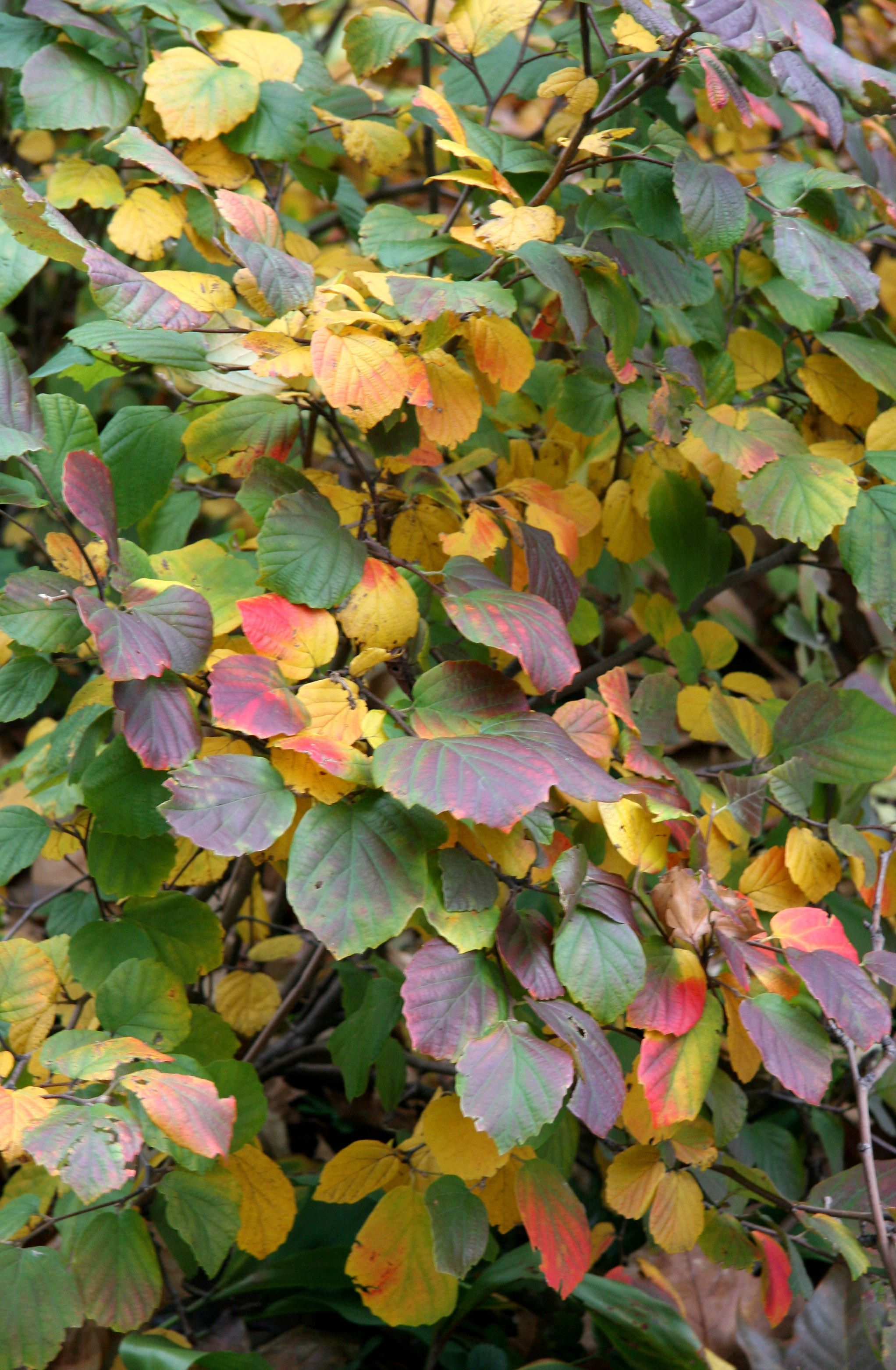 Fothergilla Bush Foliage