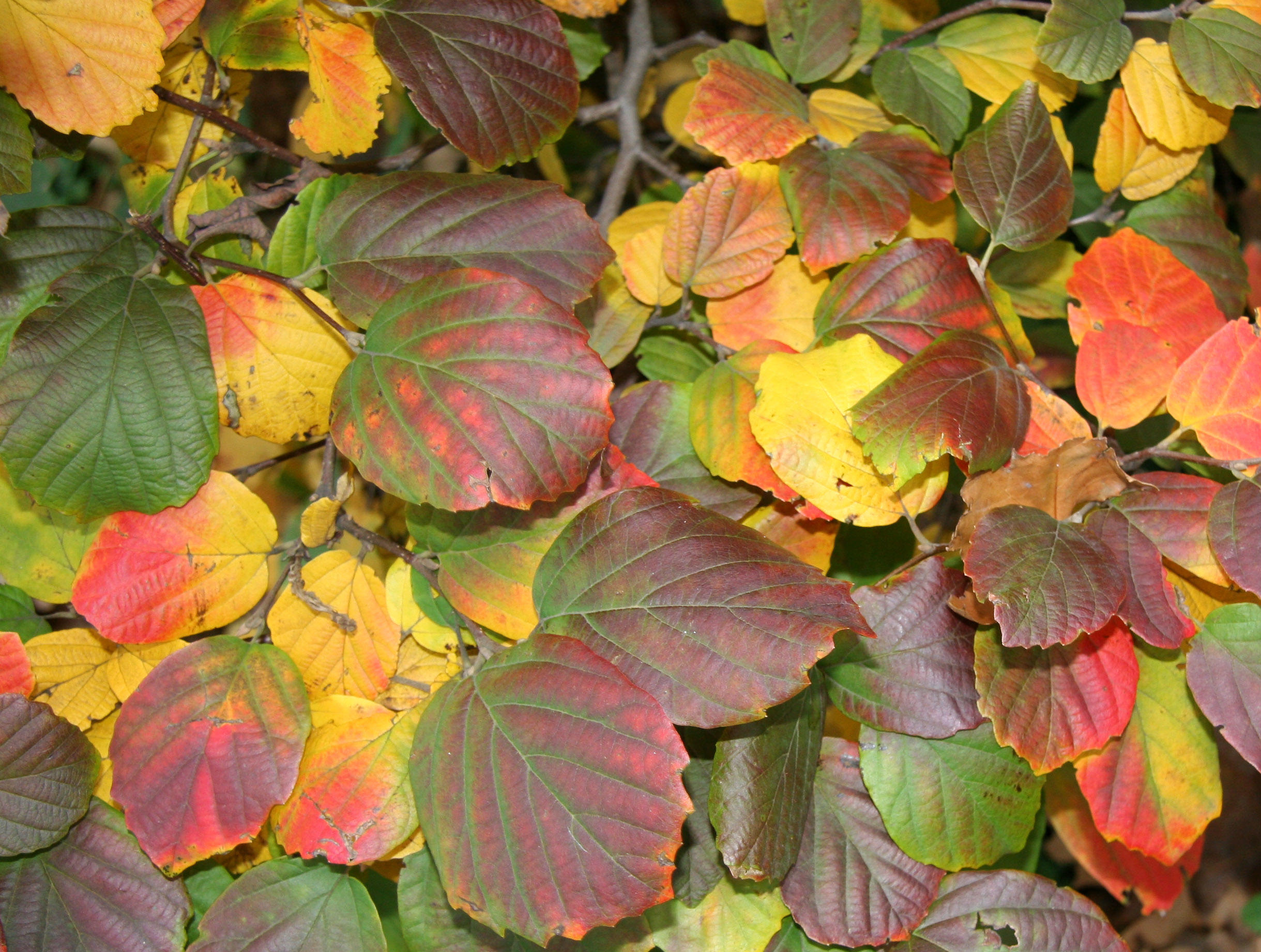 Fothergilla Bush Foliage