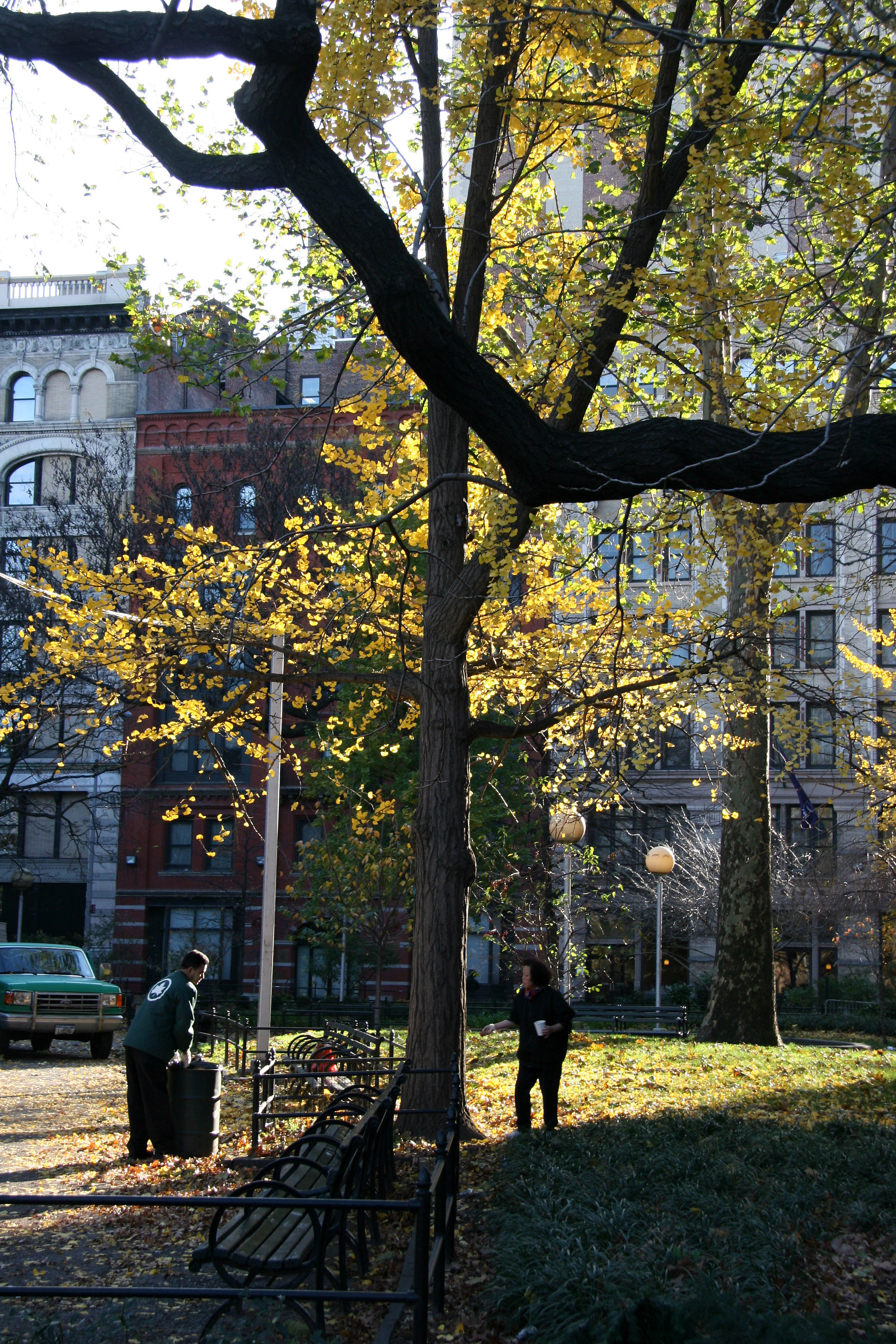 Harvesting Ginkgo Nuts