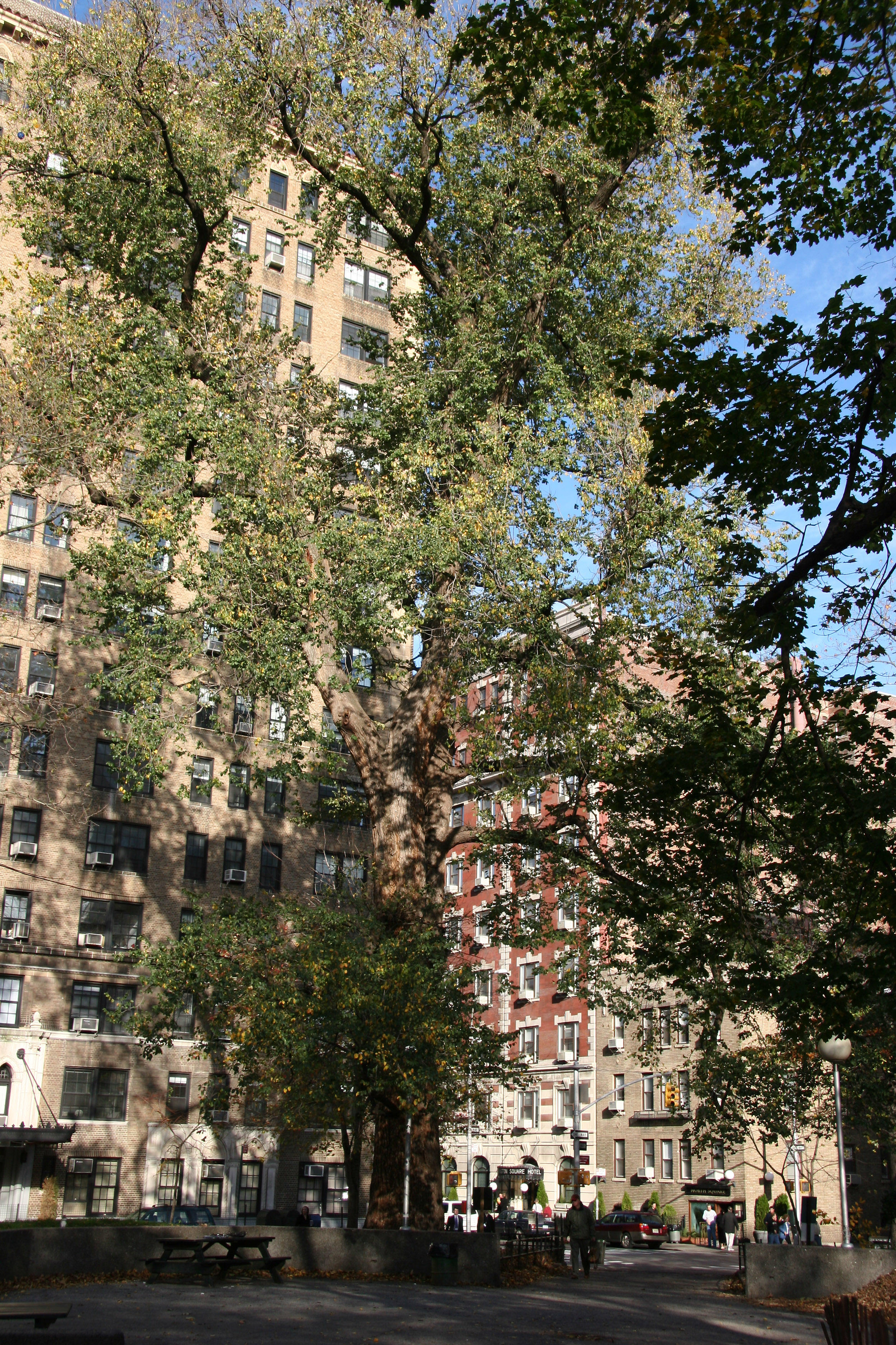 English Elm - Hangmans Tree