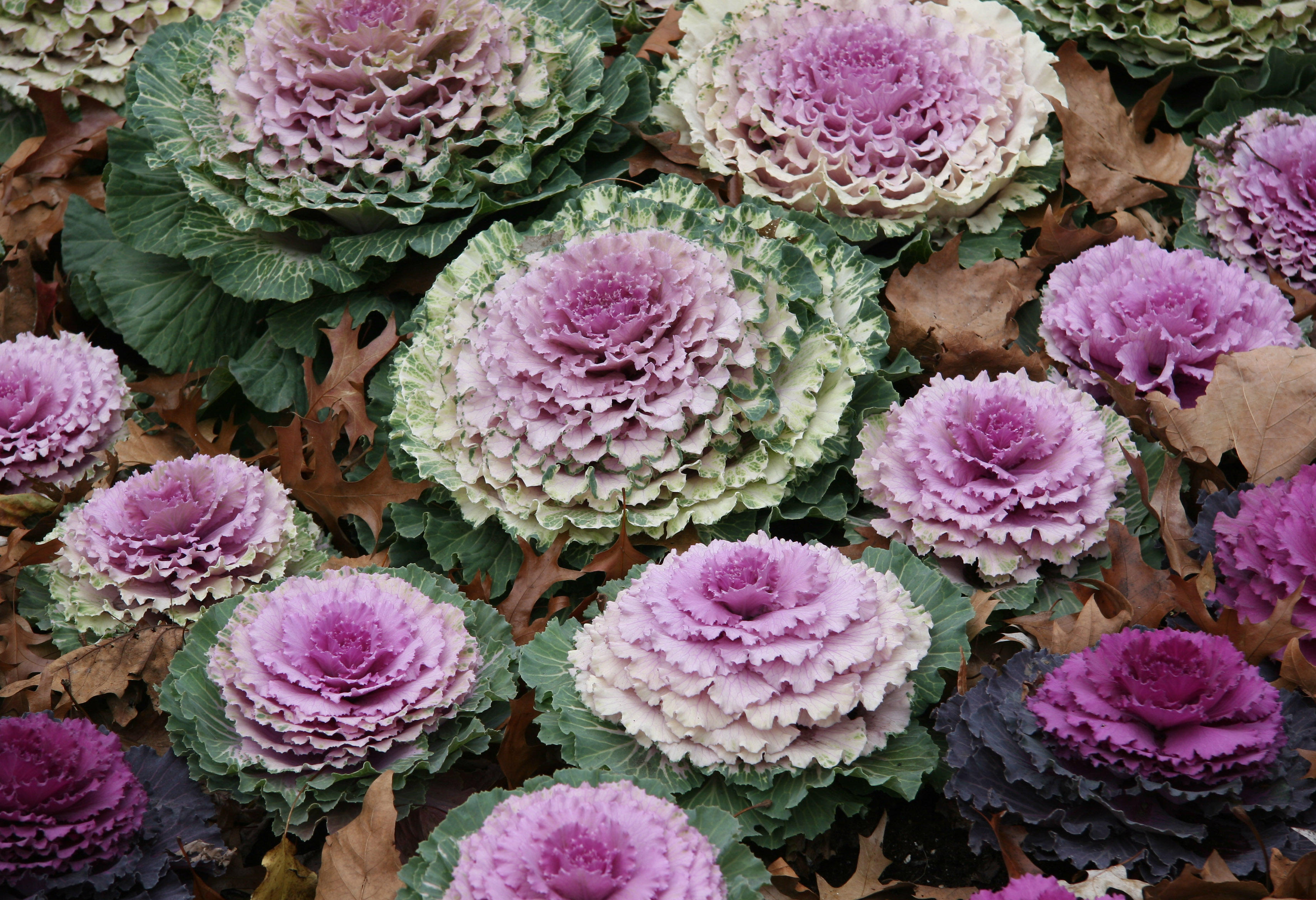 Ornamental Cabbage & Loose Oak Foliage