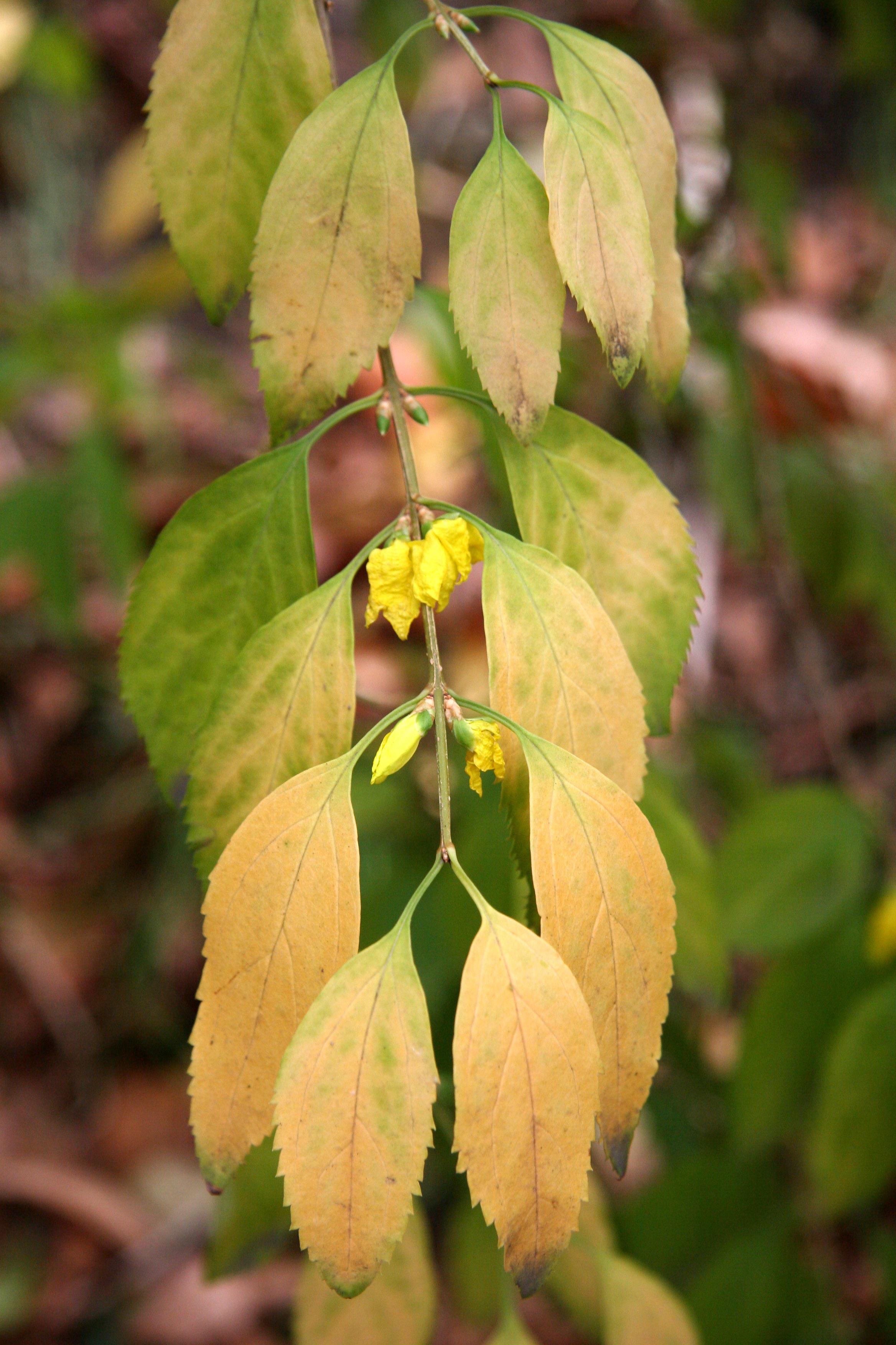 Forsythia Foliage & Bud Blossoms