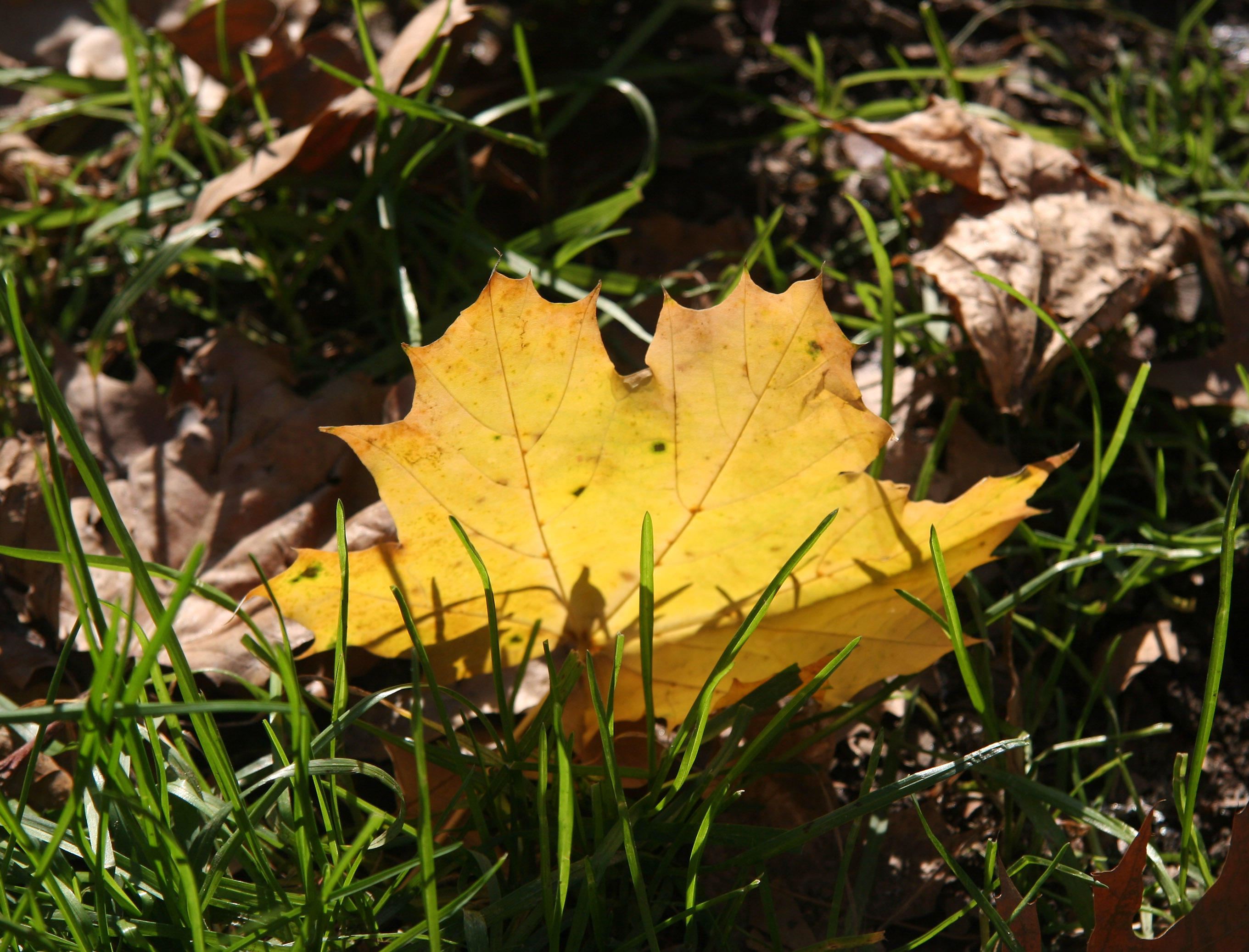 Yellow Maple Loose Foliage