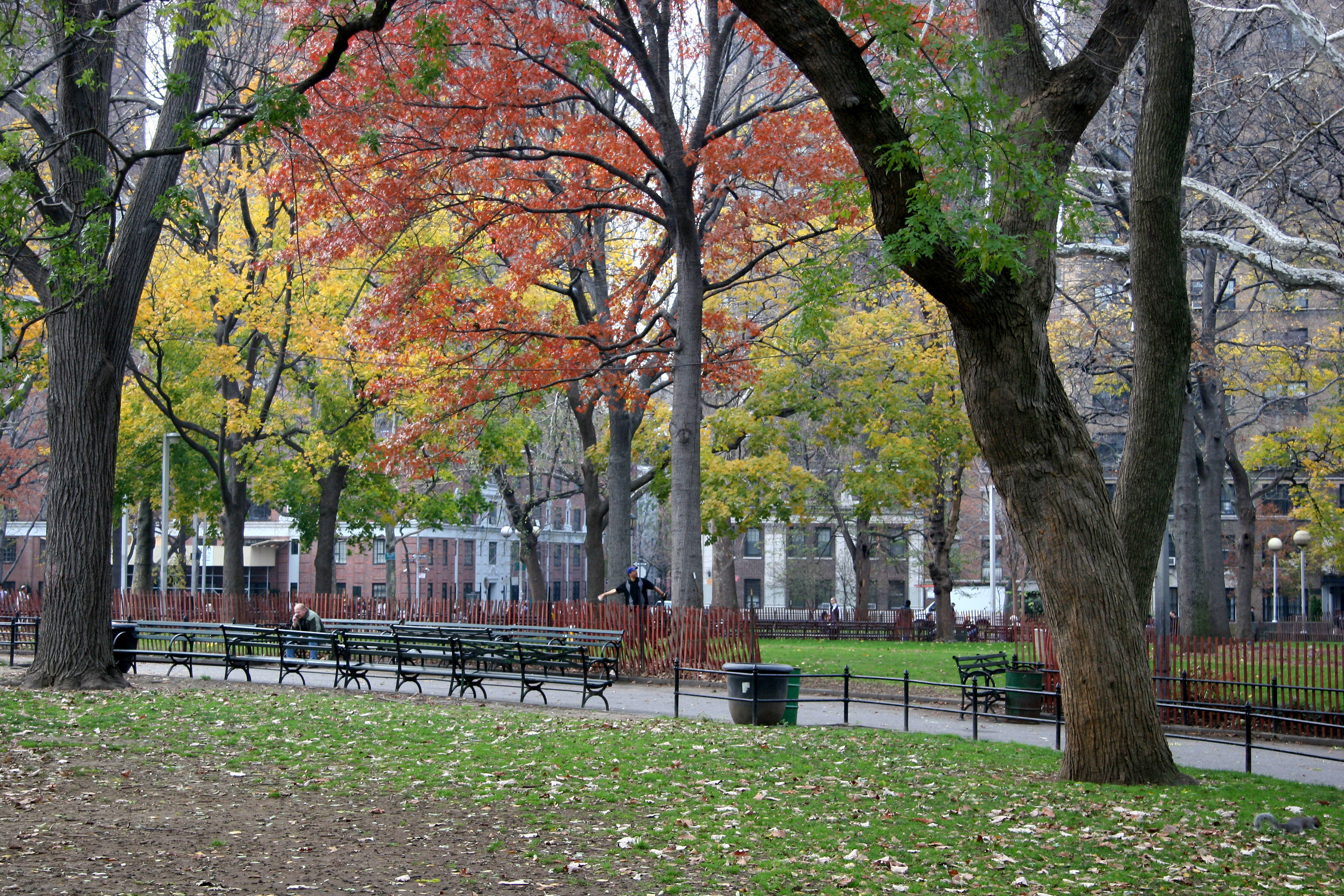 Park View - Oak & Maple Tree Foliage