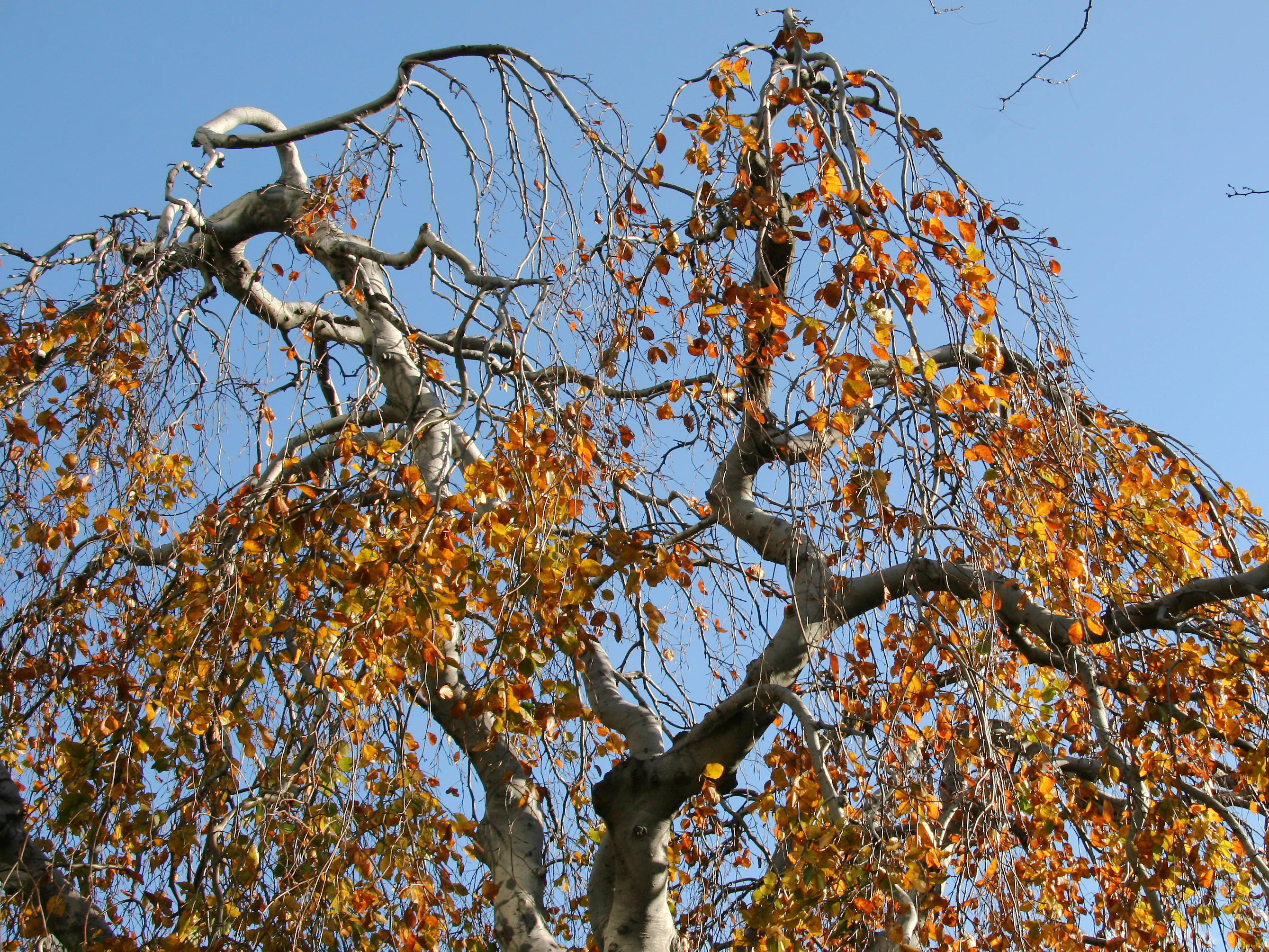 Copper Beech Foliage