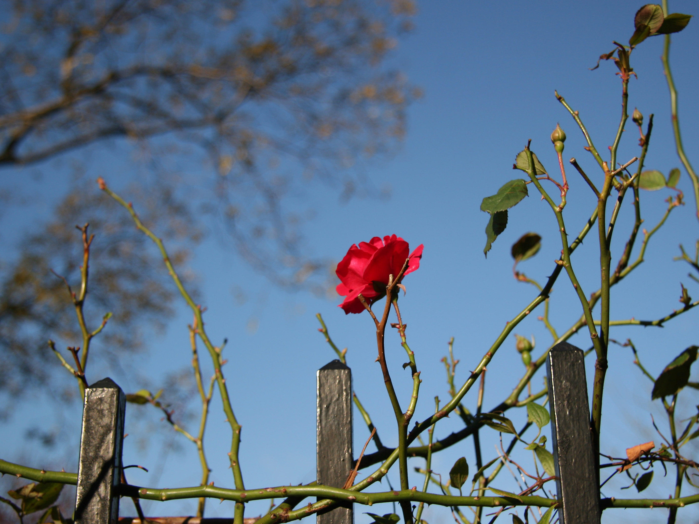 Red Rose