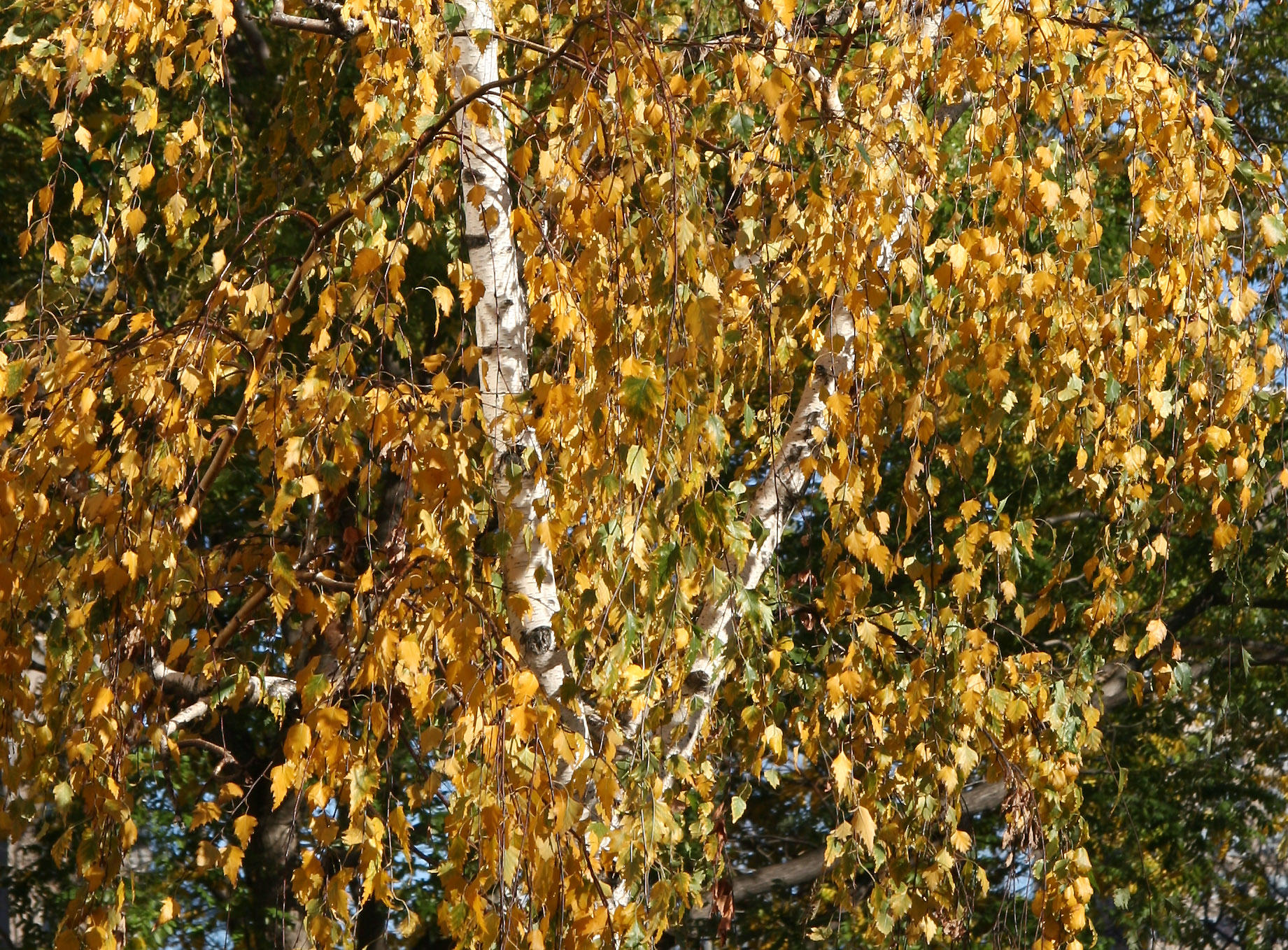 Birch Tree Foliage