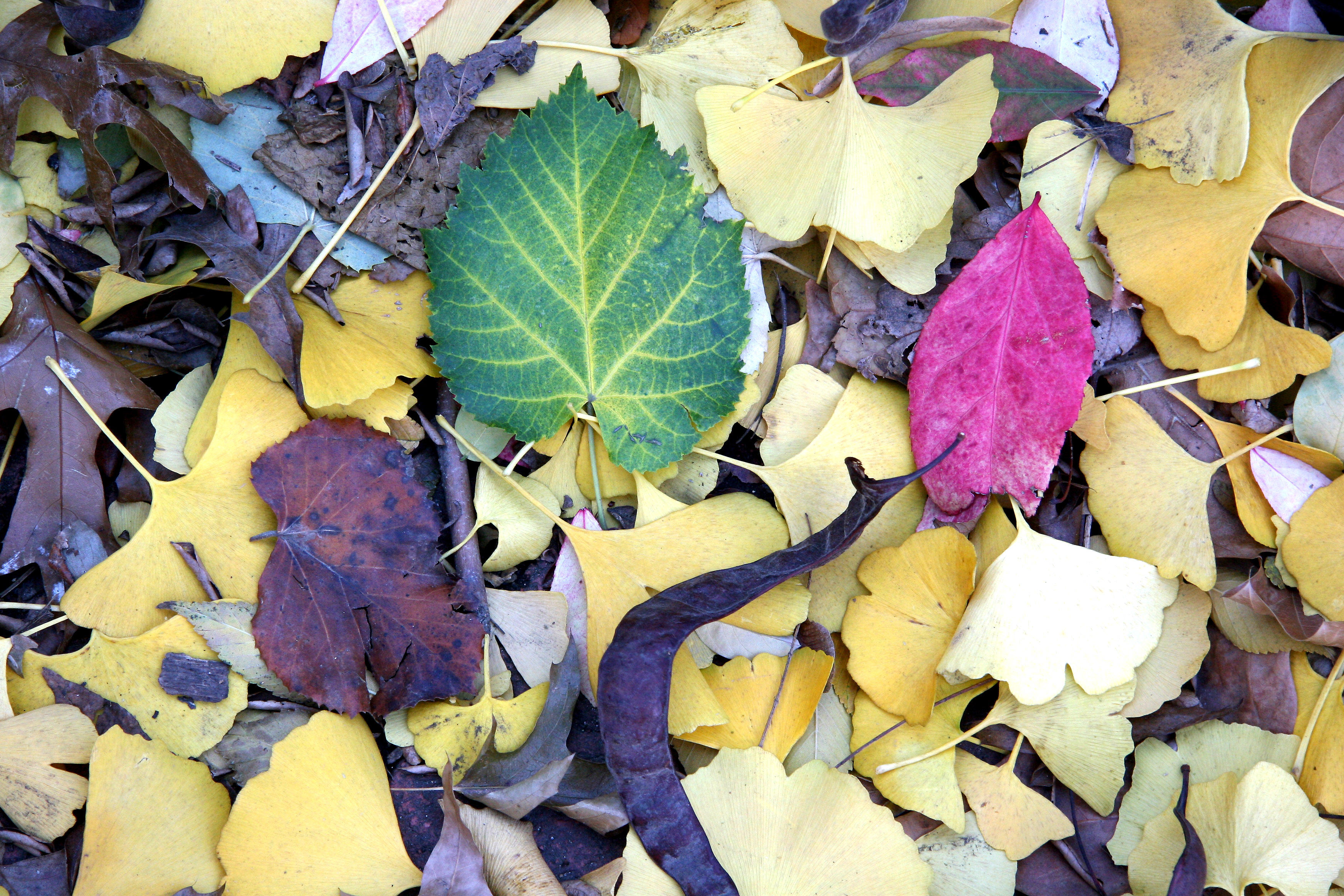 Loose Ground Foliage