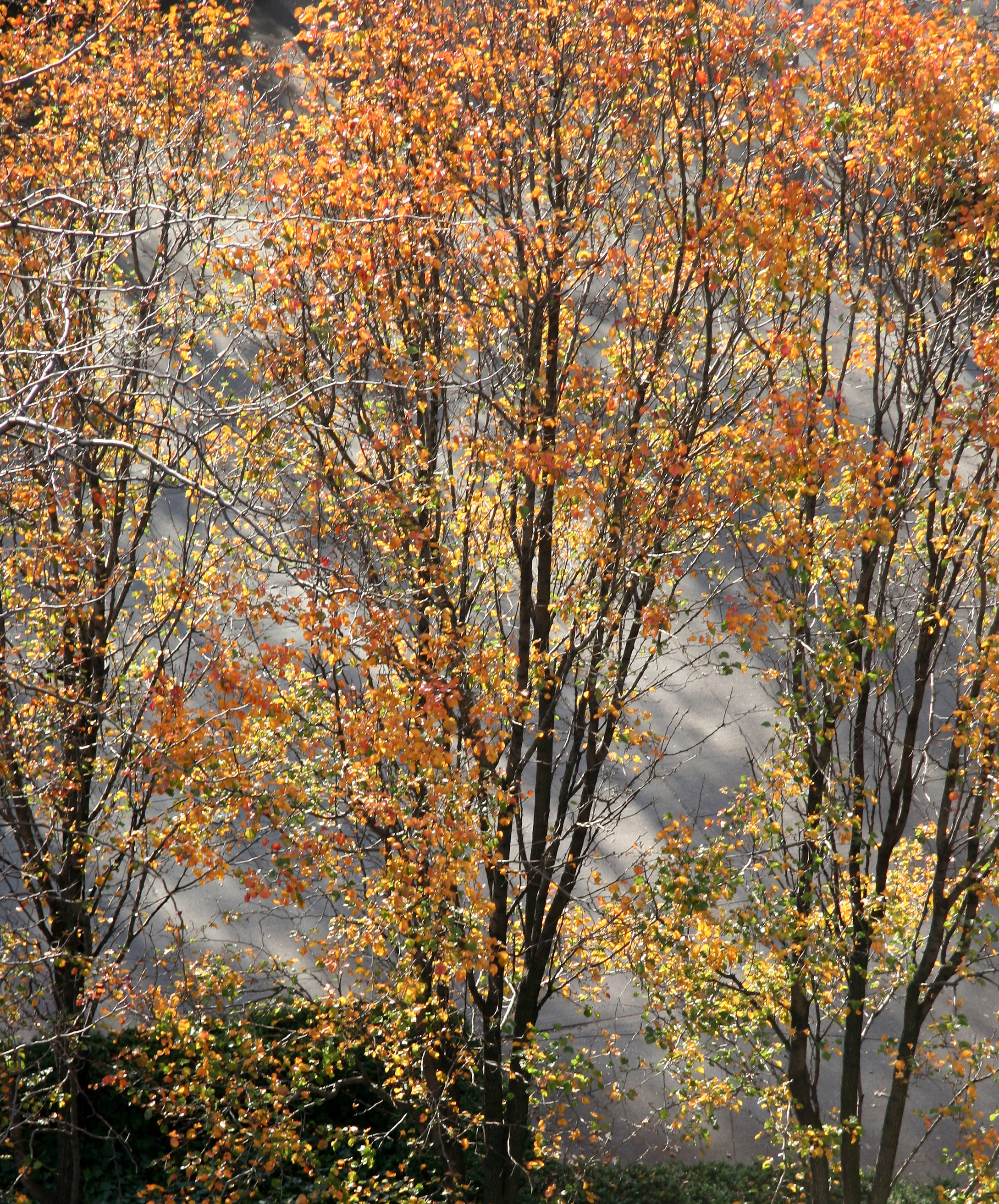 Pear Trees