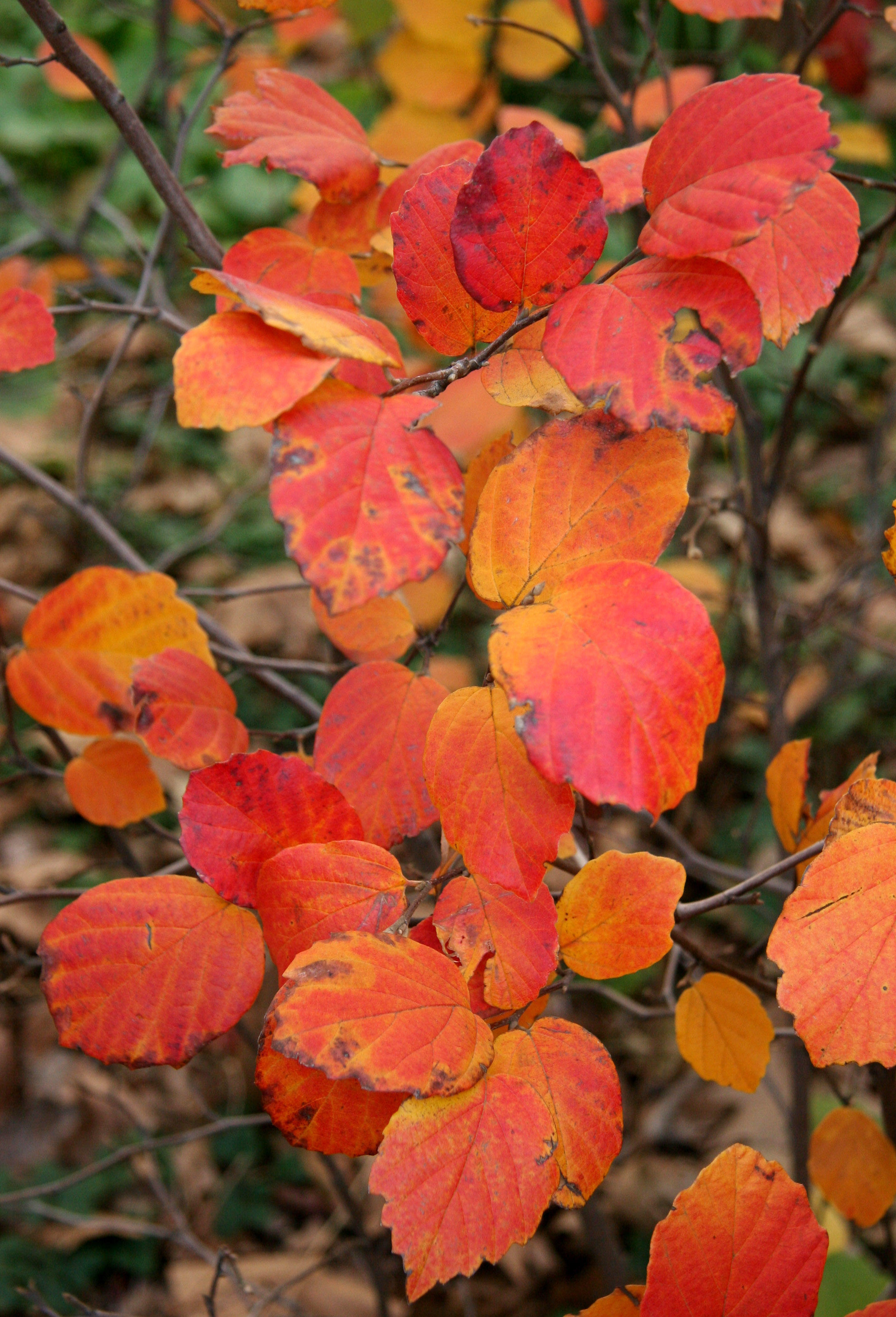 Fothergilla Bush Foliage