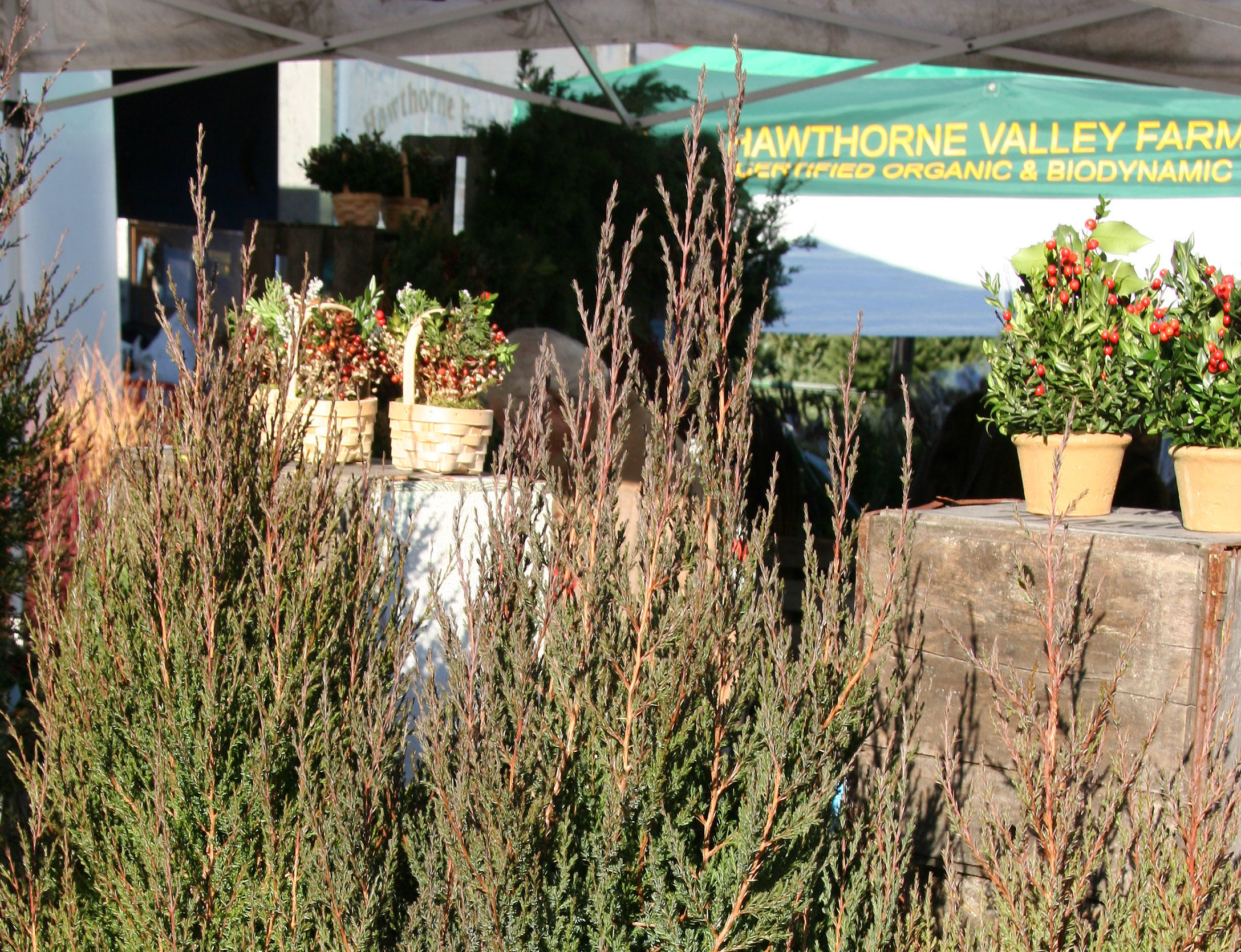 Juniper Trees & Bouquets