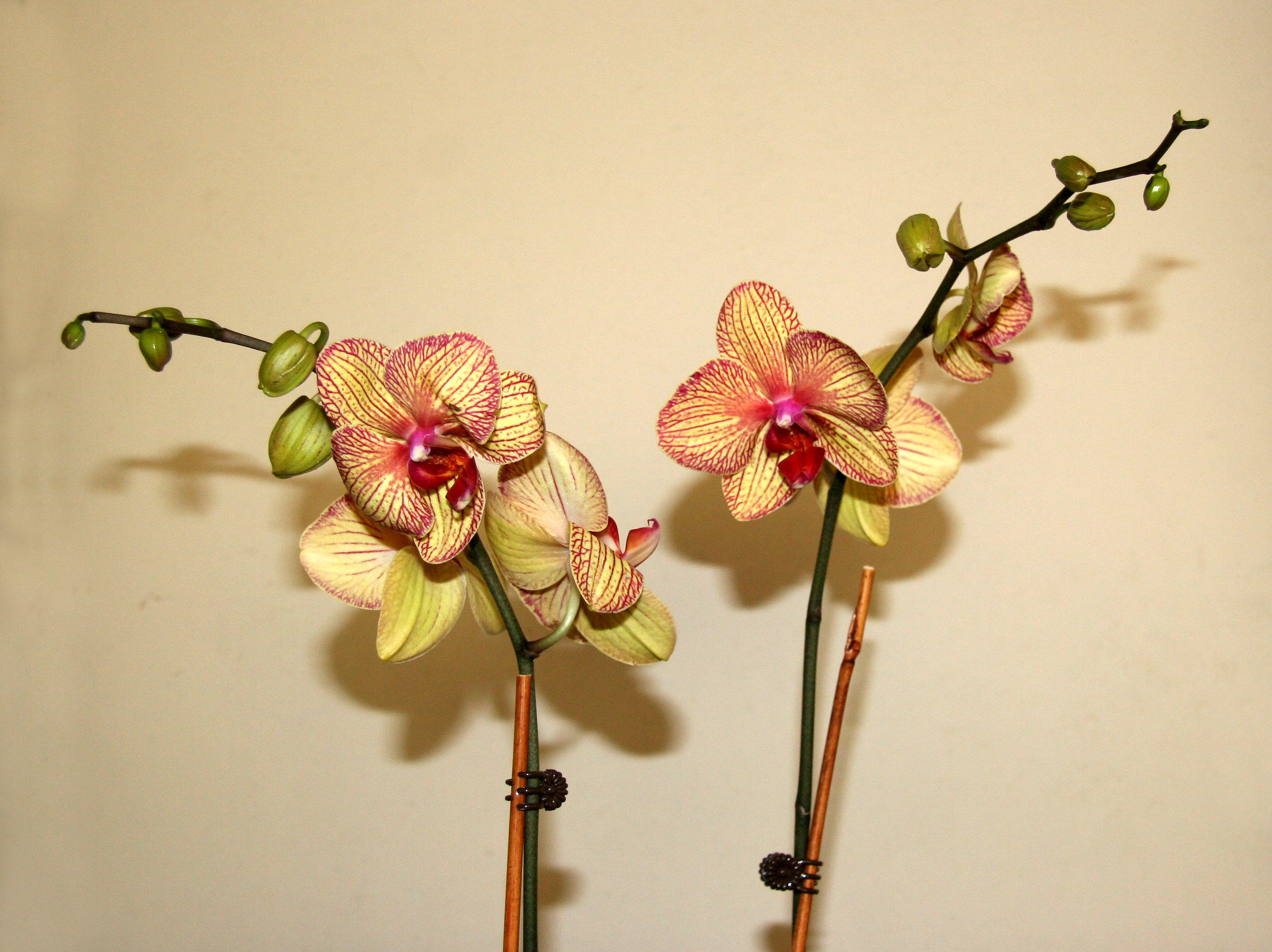 Orchids - Phalaenopsis