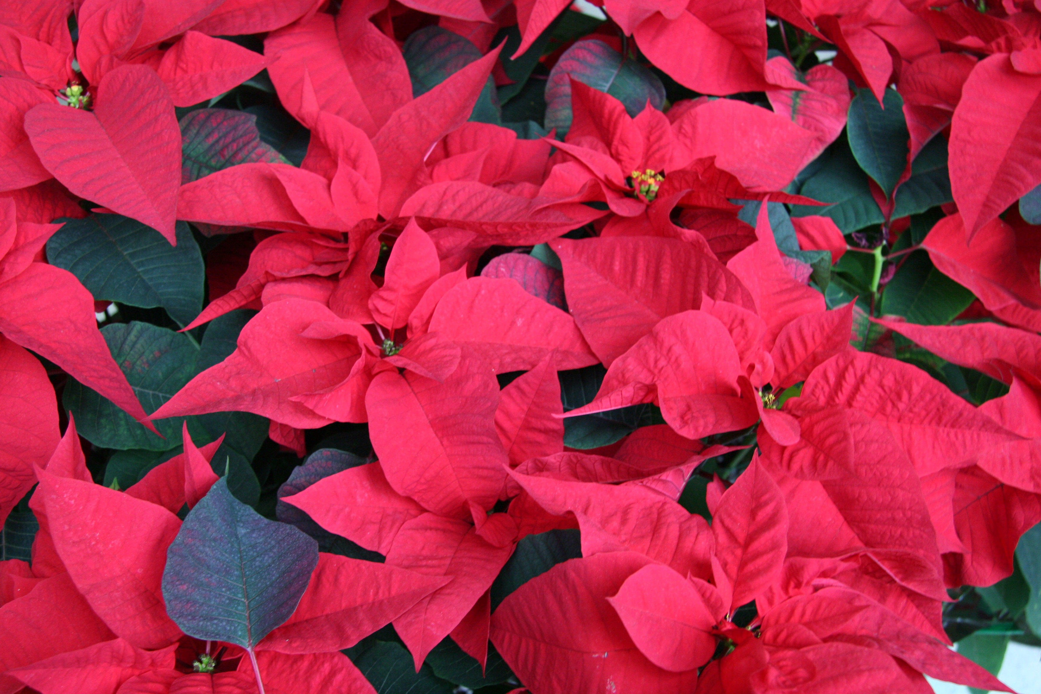 Poinsettia - NYU Residence Lobby