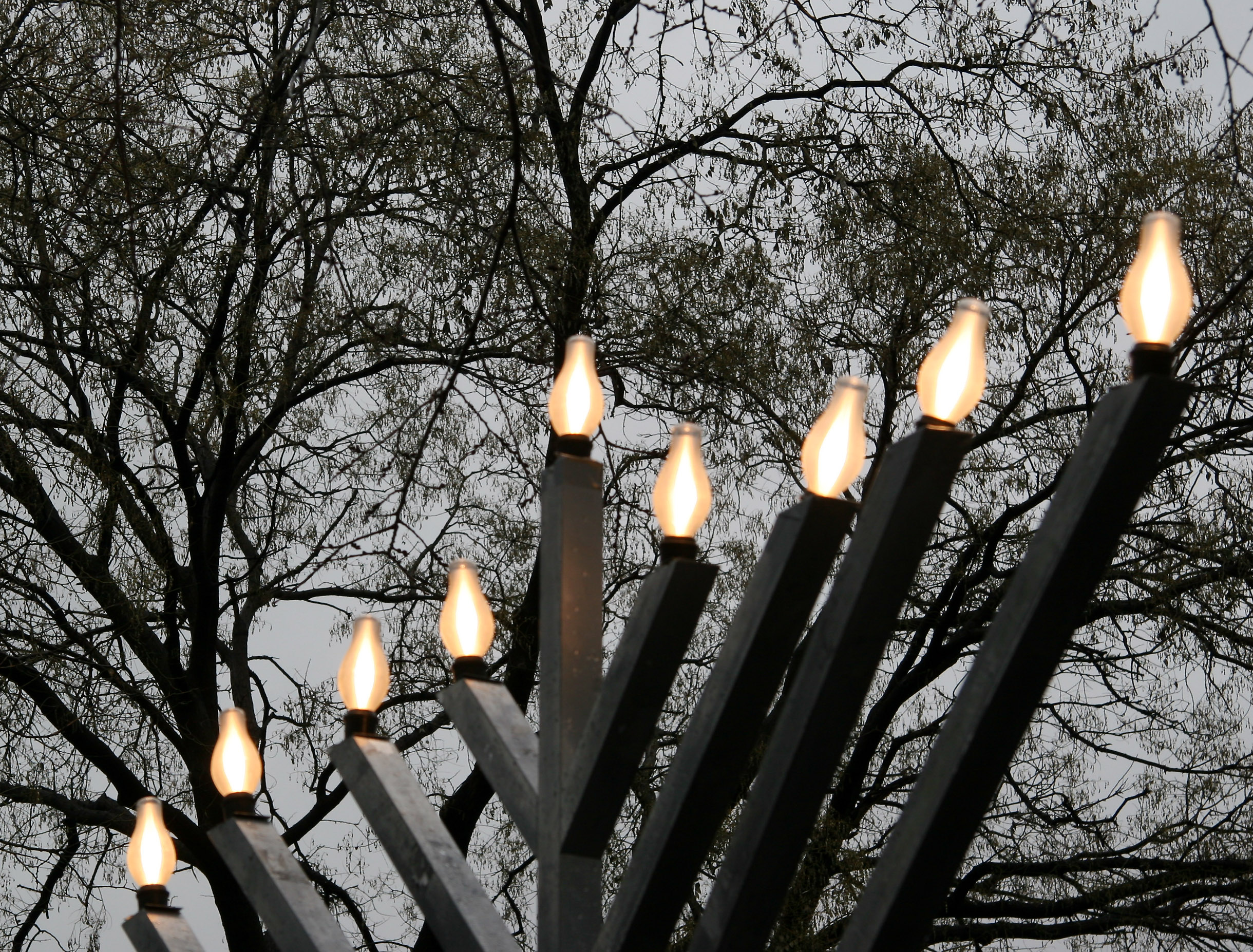 Menorah & Scholar Tree