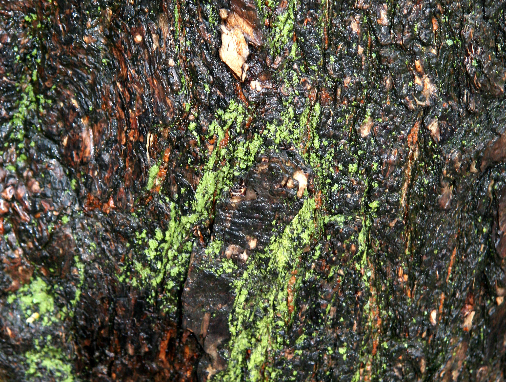Golden Rain Tree Bark
