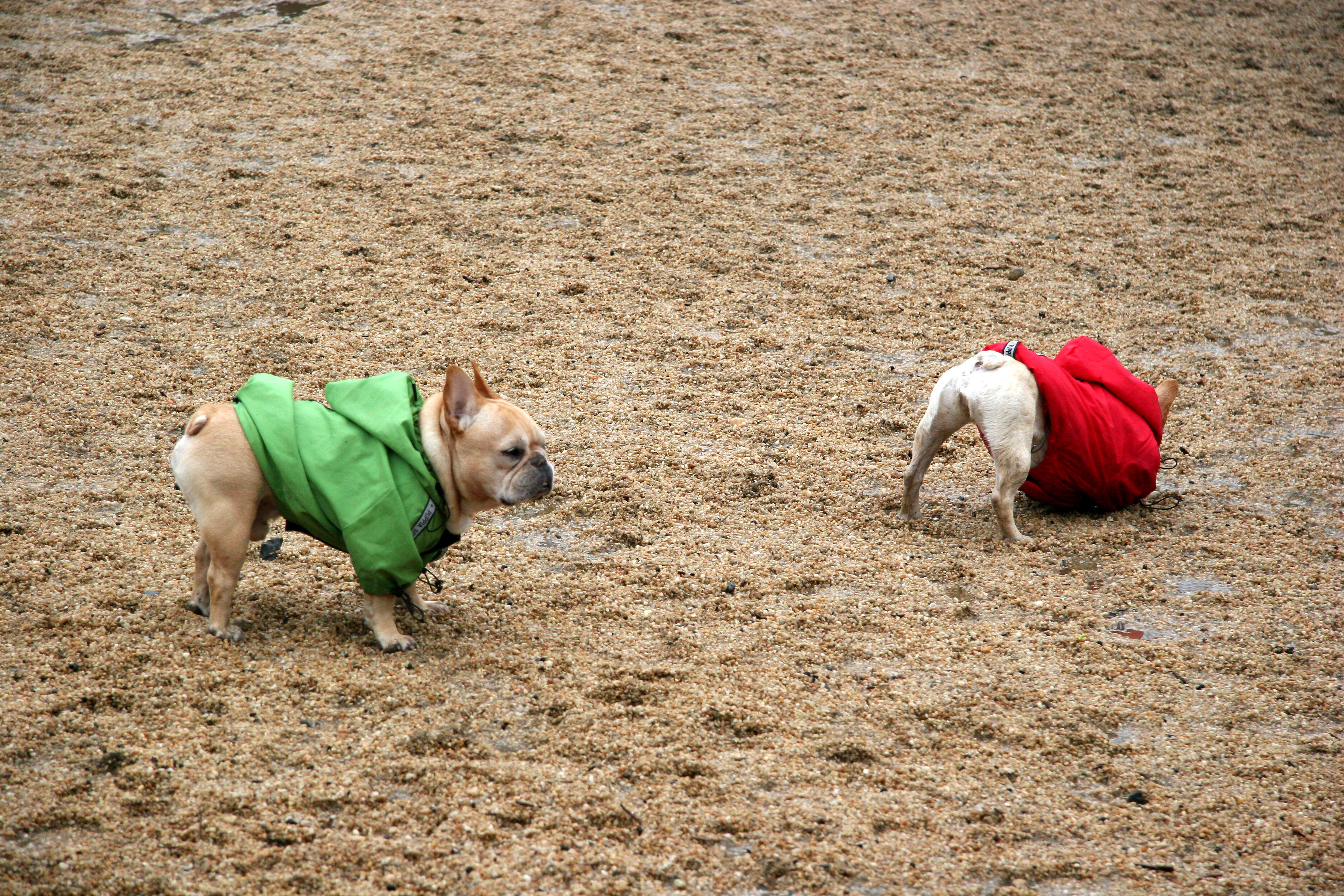 Pugs with Christmas Colors in the Dog Run