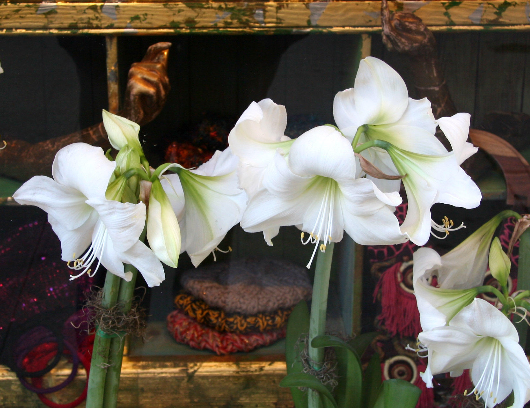 Amaryllis - Ibiza Window