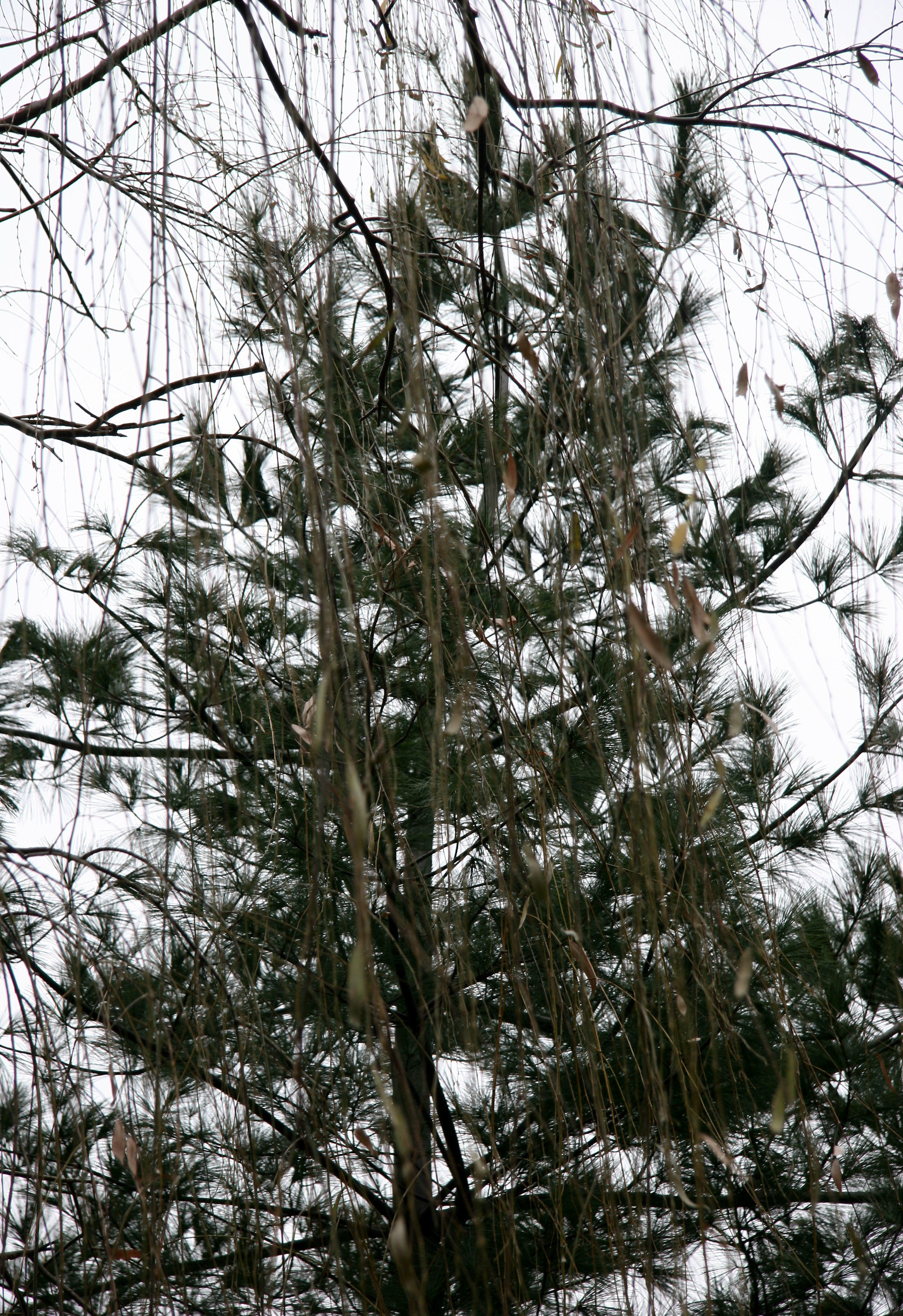 Pine Tree & Willow Tree Branches
