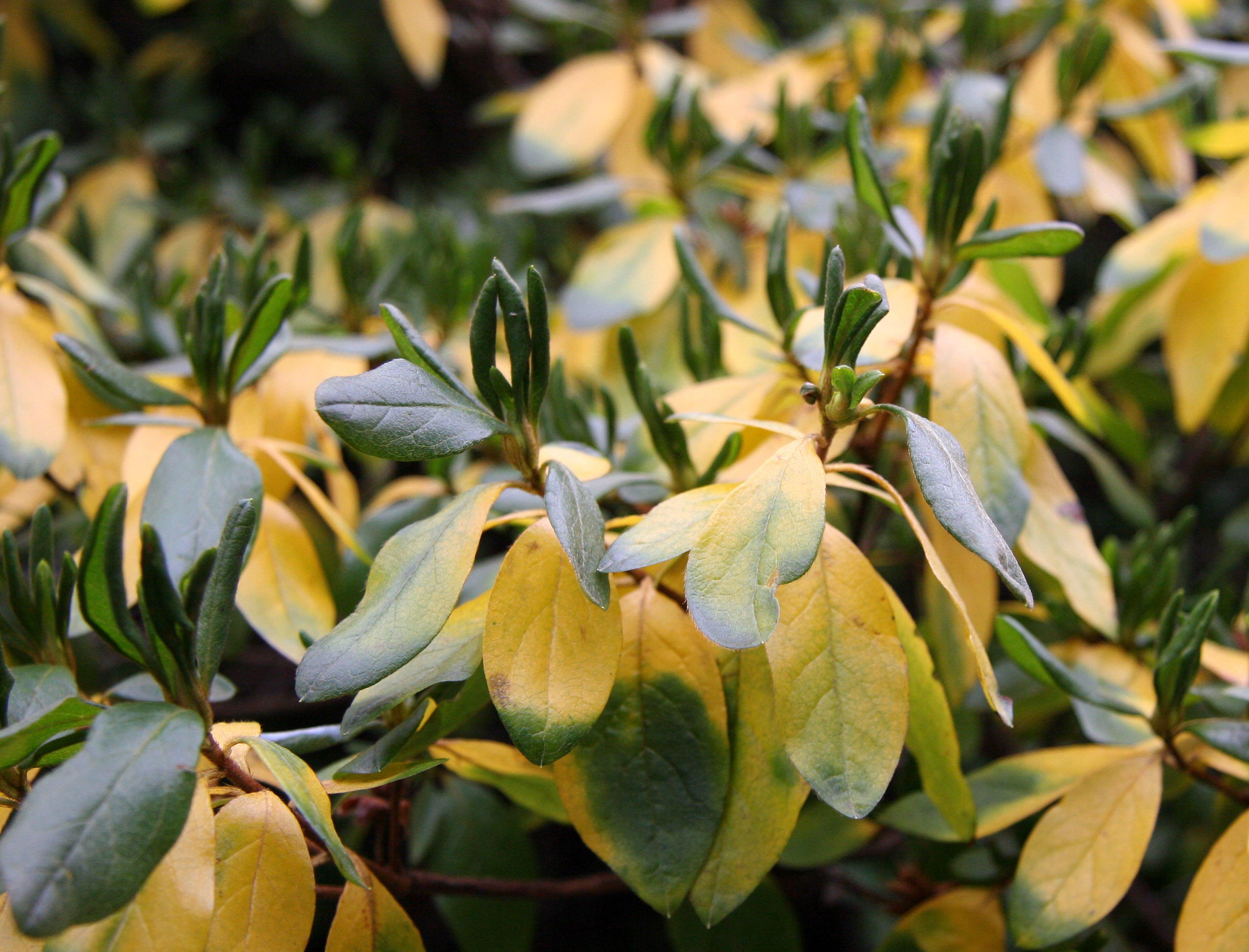 Azalea Foliage