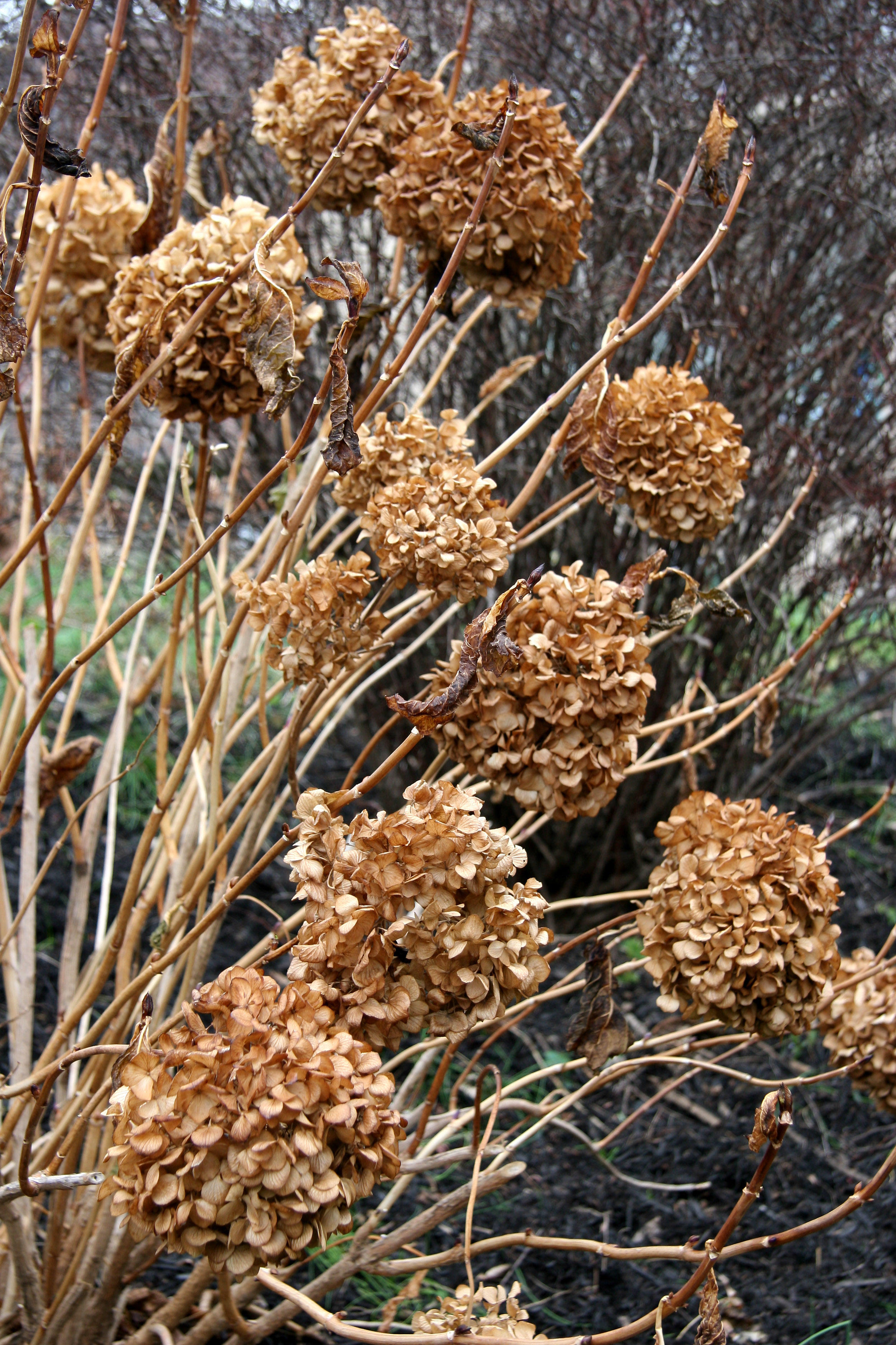 Hydrangea